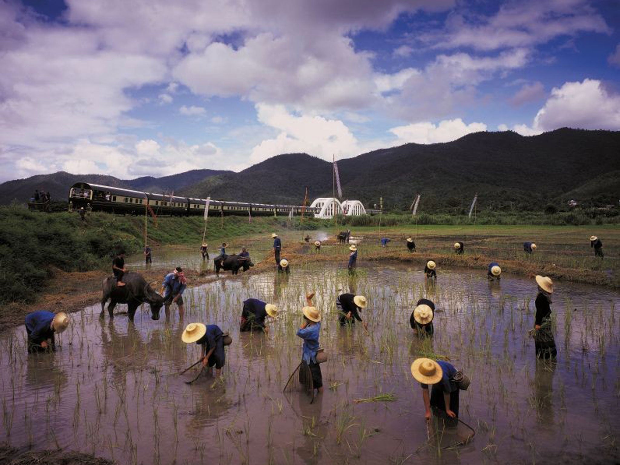 Working in the paddy fields