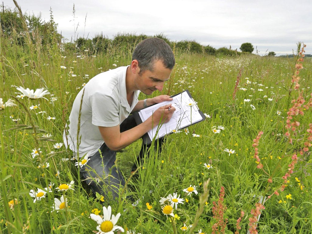 Seeing how the land lies: a survey of field margins at Hope Farm