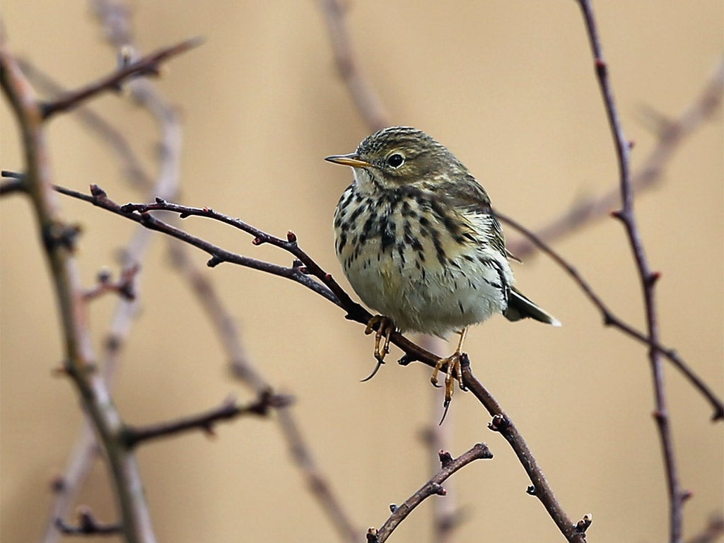 Skylark numbers have dwindled in recent decades