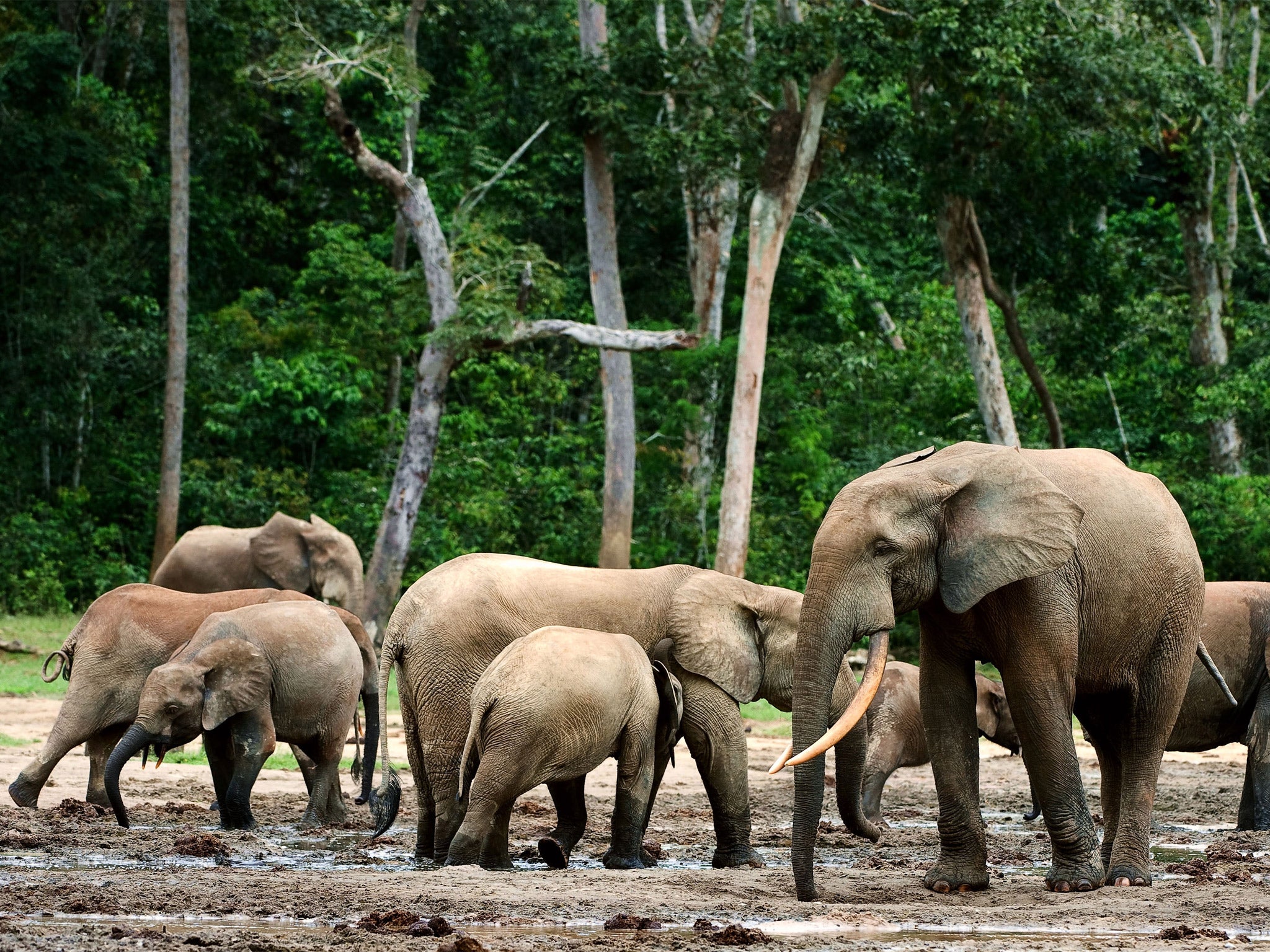 Estimates of the number of forest elephants range from 24,000 to 209,000