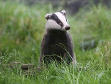 More than one third of England’s badgers now killed as legal battle begins over new Northern Ireland cull