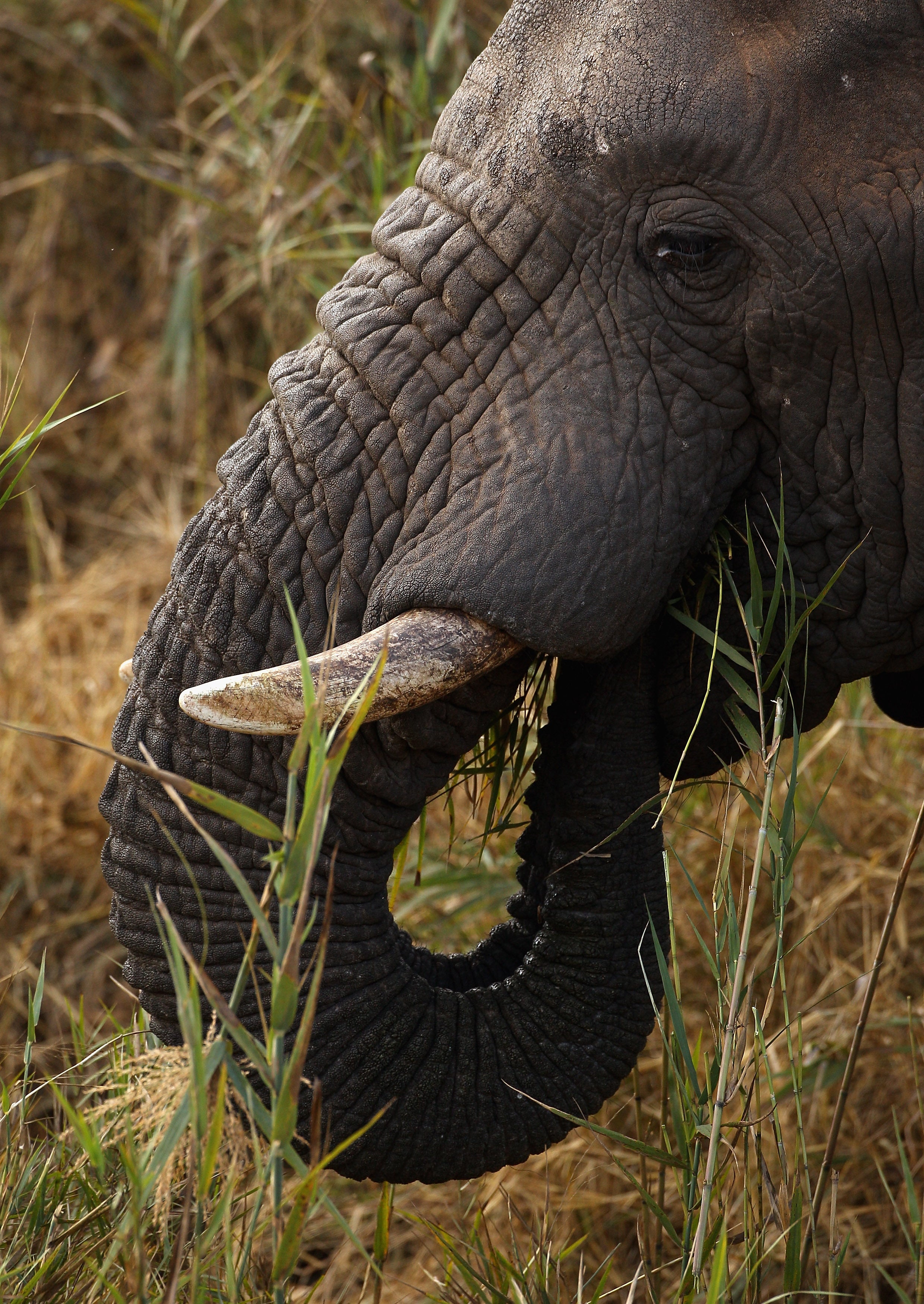 "If elephants didn't exist, you couldn't invent one. They belong to a small group of living things so unlikely they challenge credulity and common sense." - Lyall Watson