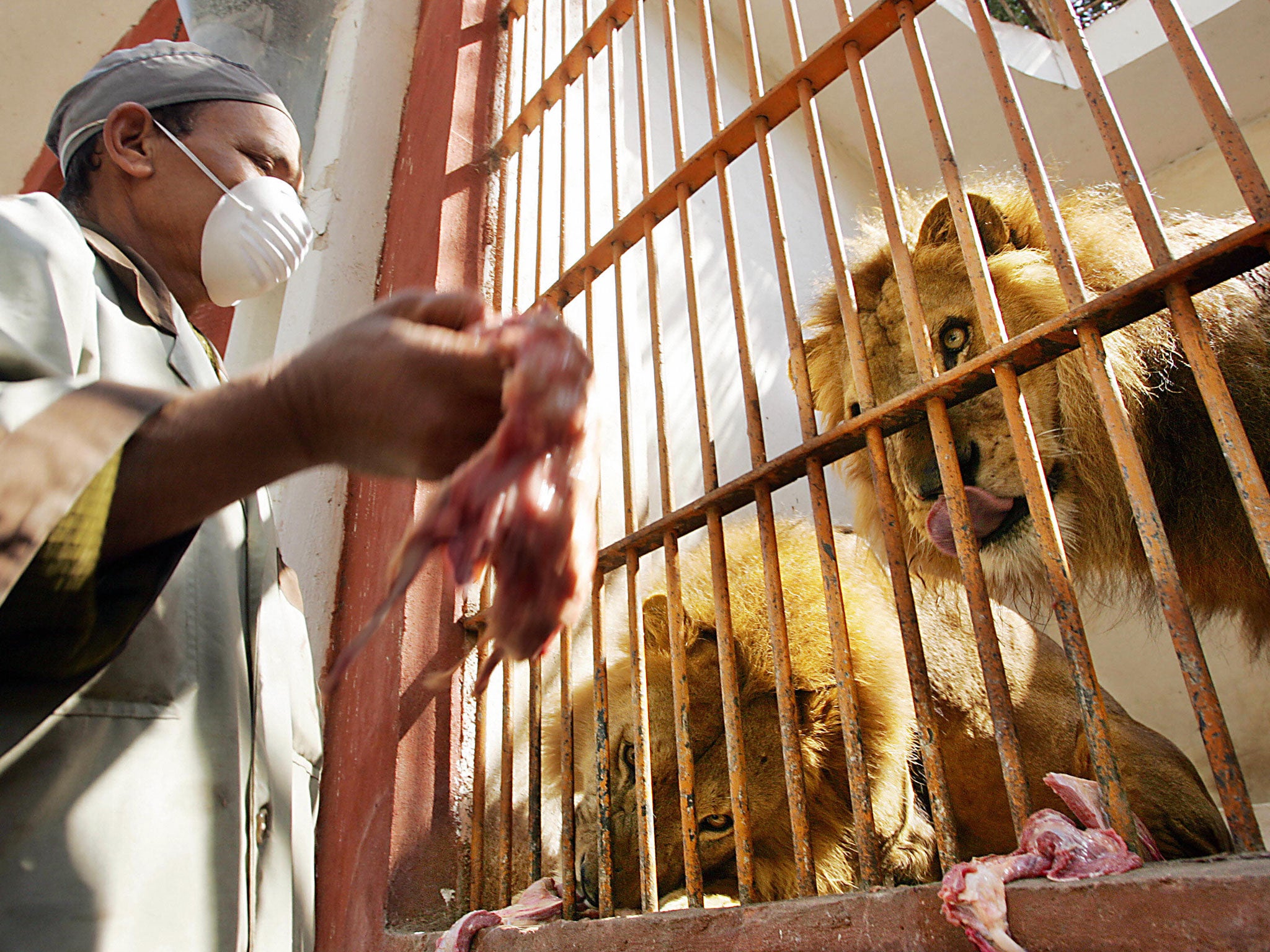 Some lions in the zoo in 2006 - animal-rights activists have long been concerned about conditions at Giza