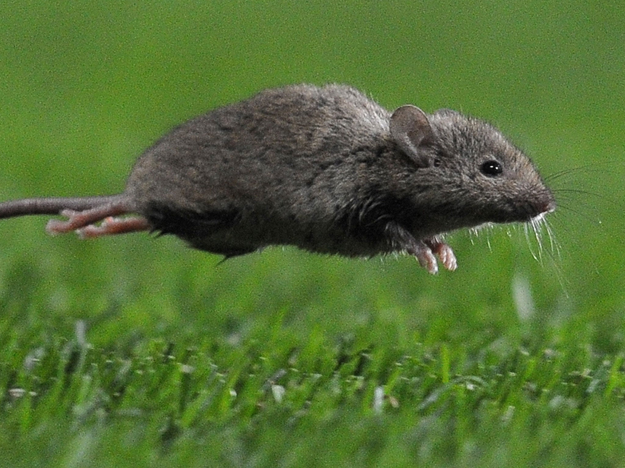 The woman made a video in which she taped 33 mice to the ground and then stepped on them one by one