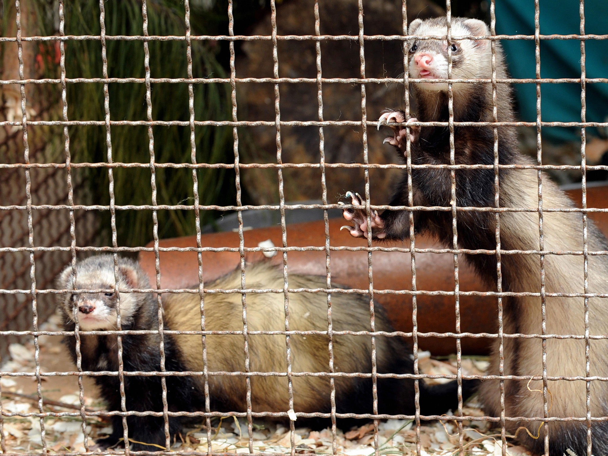 More than 50 senior scientists from 14 countries are denouncing claims that the ferret experiments are necessary for the development of new flu vaccines and anti-viral drugs