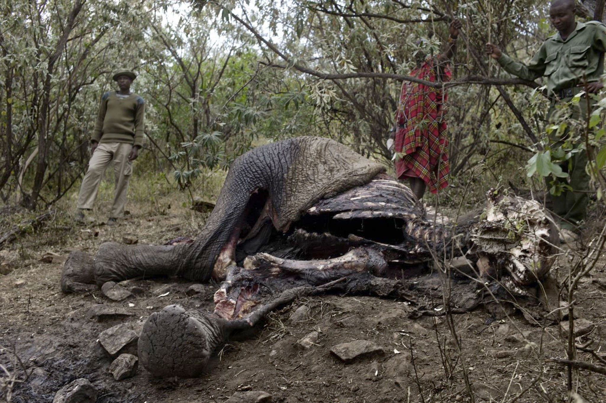 The remains of a poisoned elephant