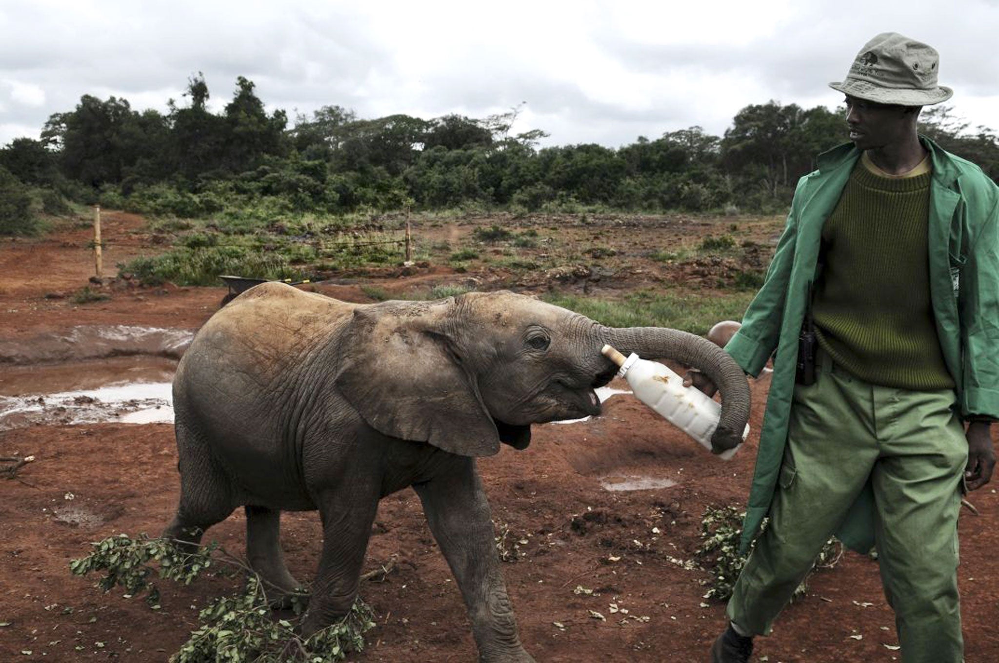 An orphaned baby elephant is fed by a ranger