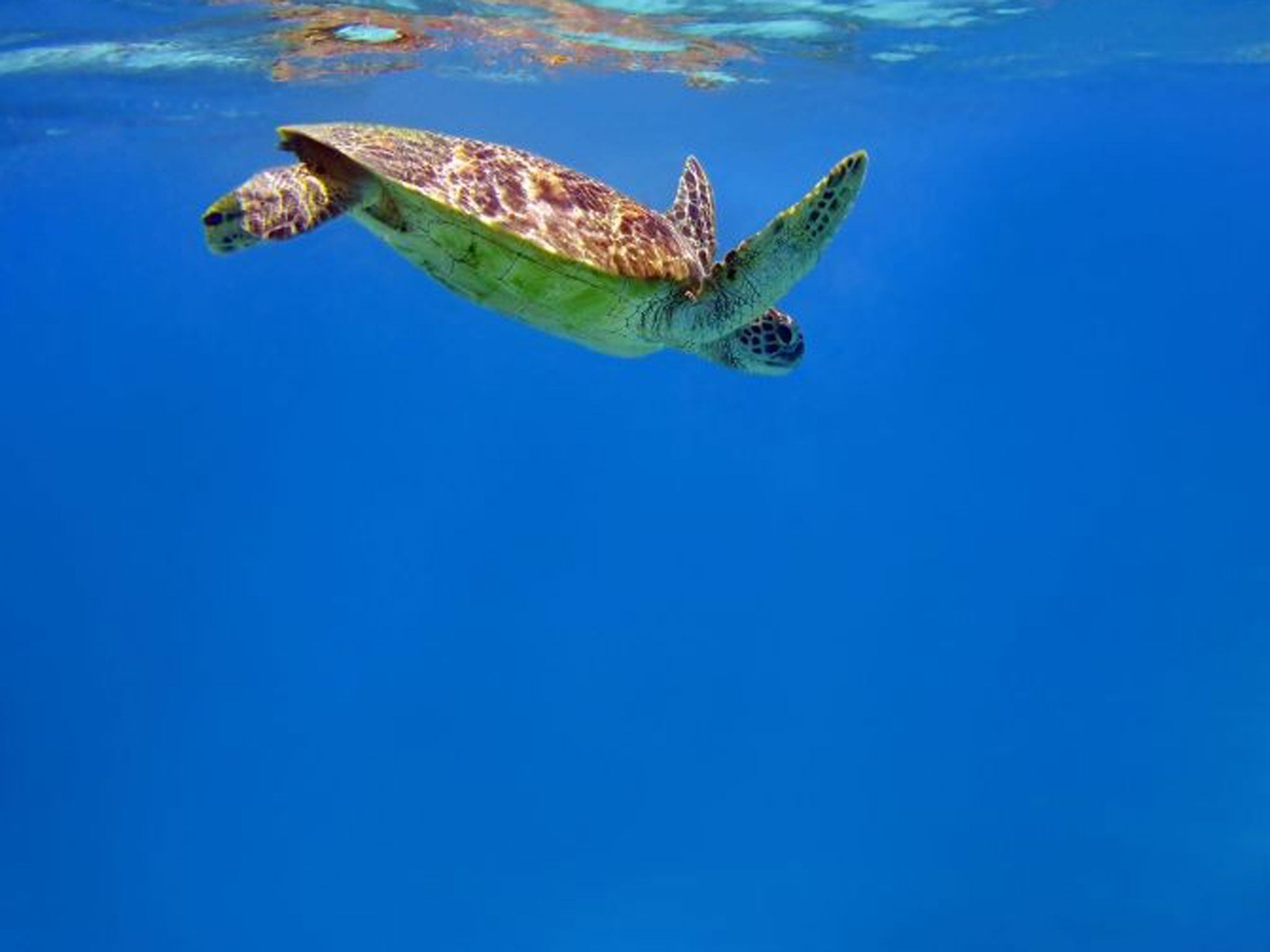 Reef encounter: aquatic life in Australia