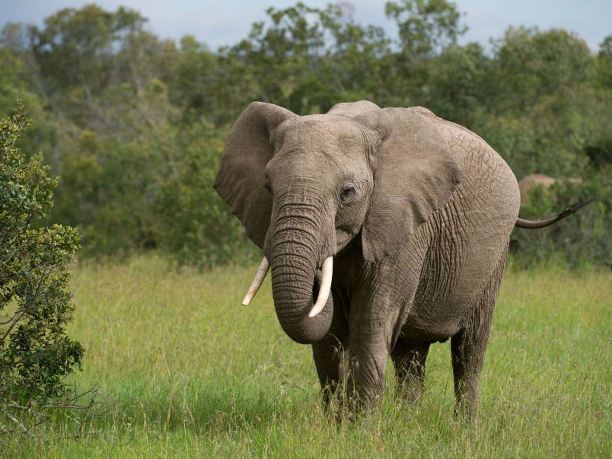 Wild and dangerous? Because elephants and humans live so closely in Kenya there are sometimes accidents