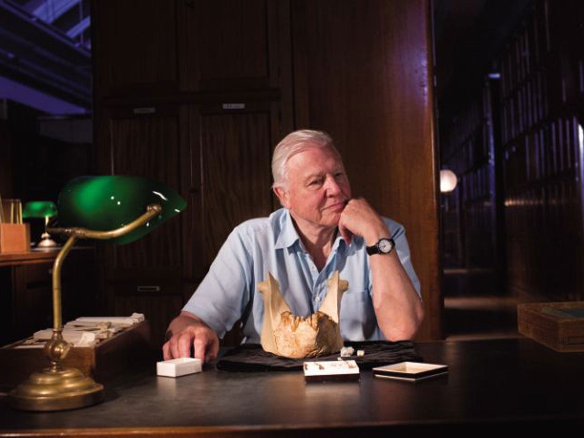 Jaw-dropping: David Attenborough with a fossil from a gigantopithecus in the general herbarium in the Natural History Museum