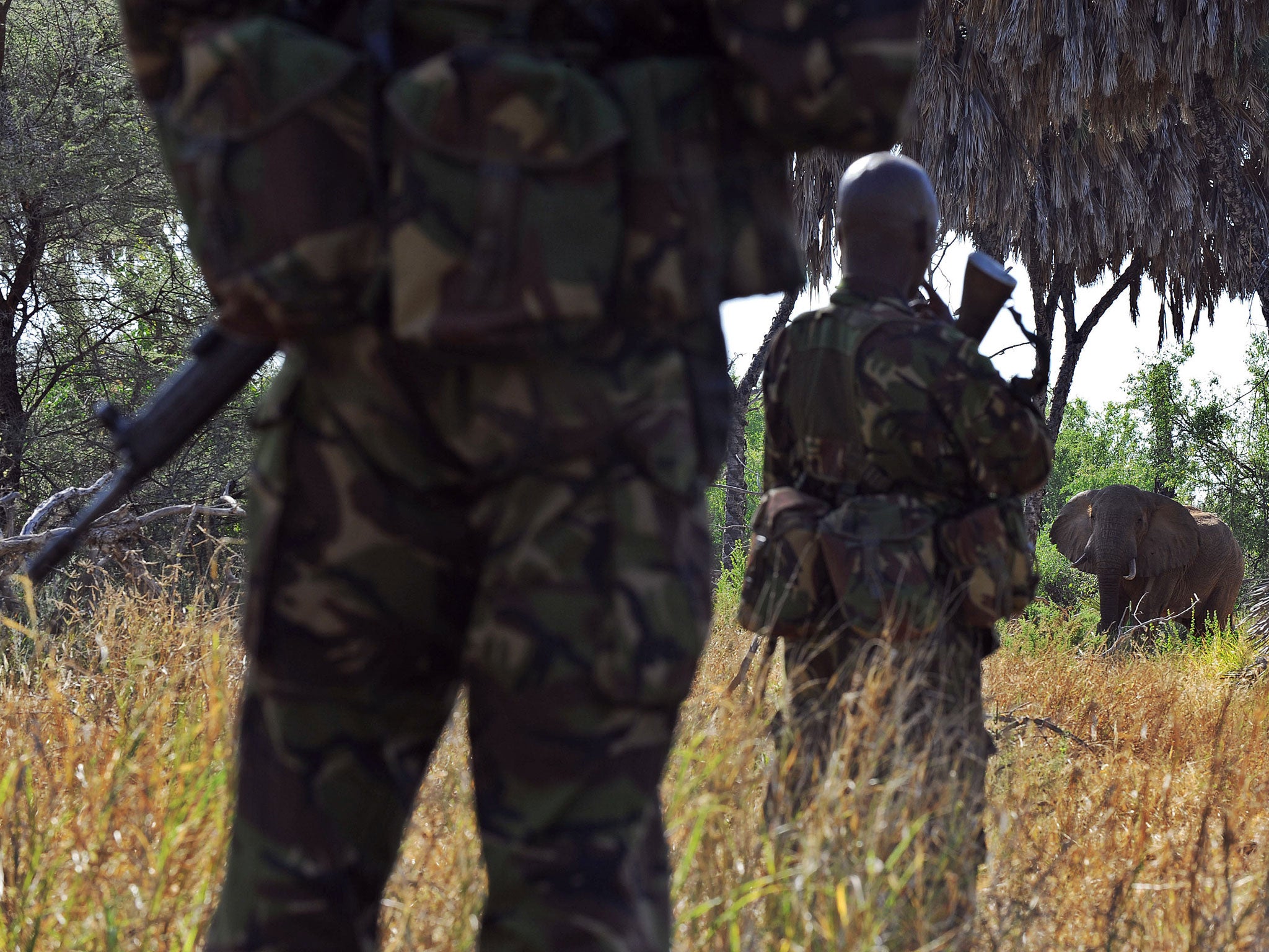 Rangers must be able to combat heavily armed poachers