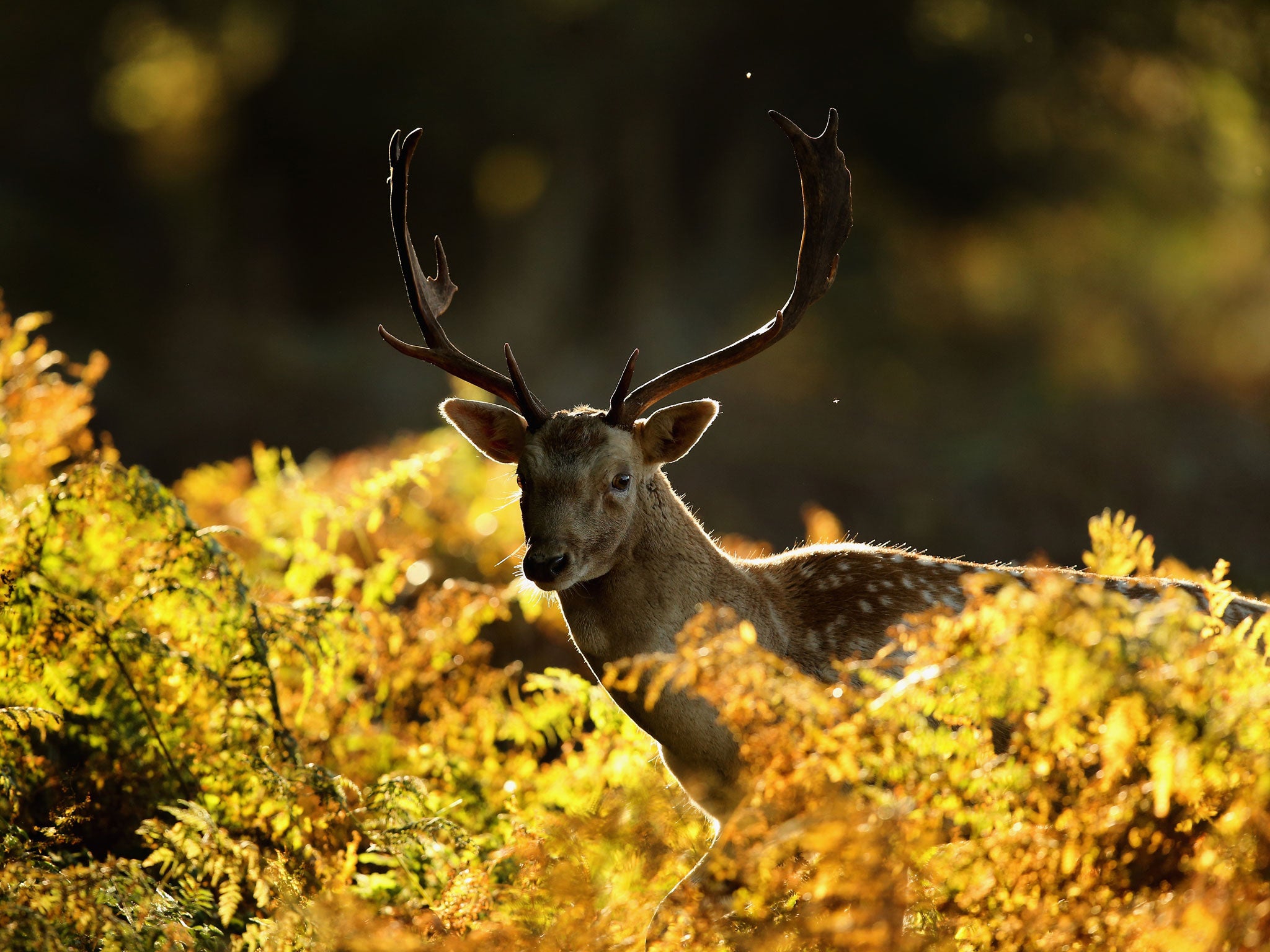 File photo of a deer in Altrincham. A man has been arrested in Devon over the 'barbaric shooting' of a deer with a crossbow