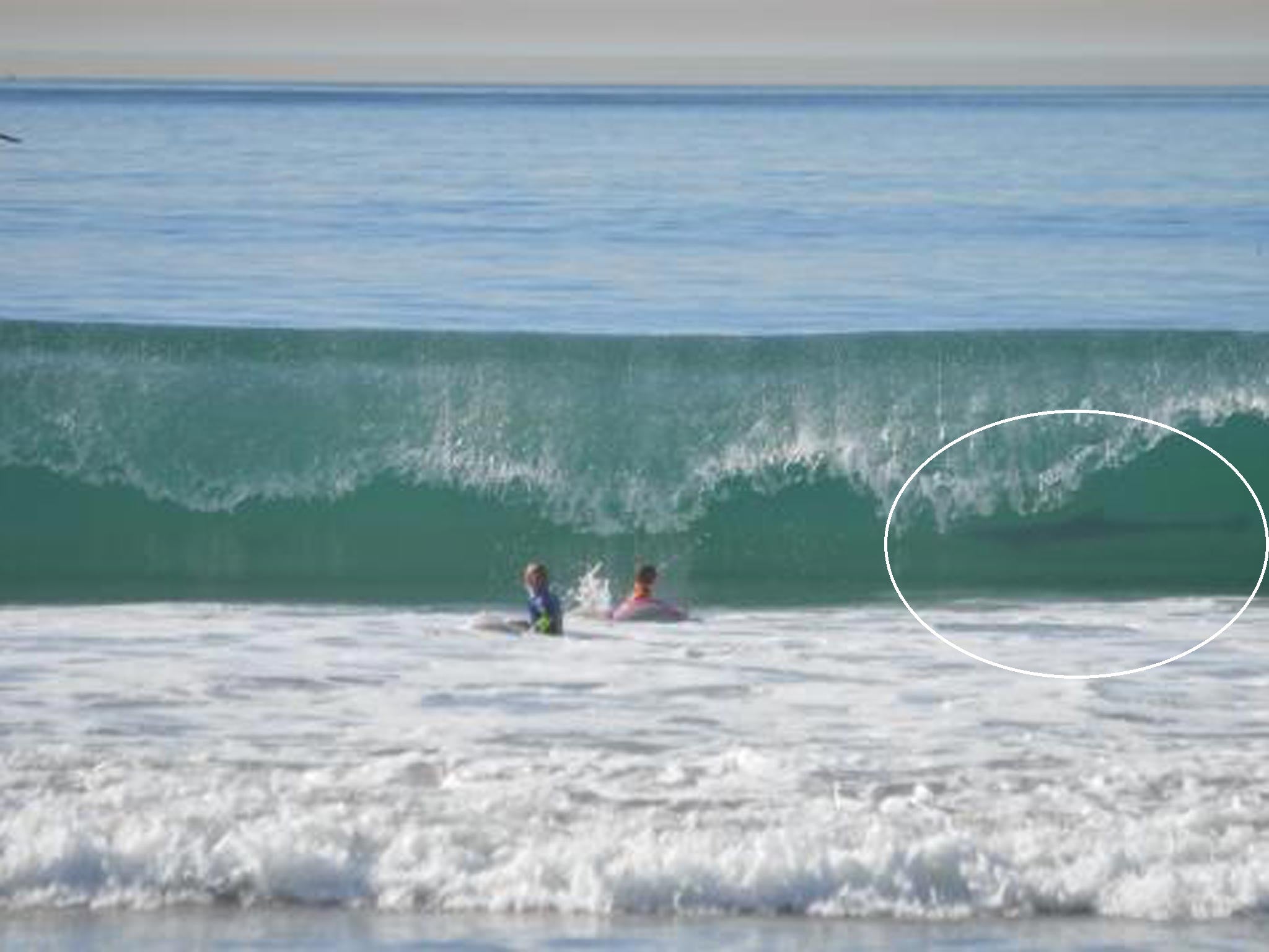 This image was posted to Facebook by the mother of one of the two boys surfing, who only noticed the suspected great white shark when going through her pictures later