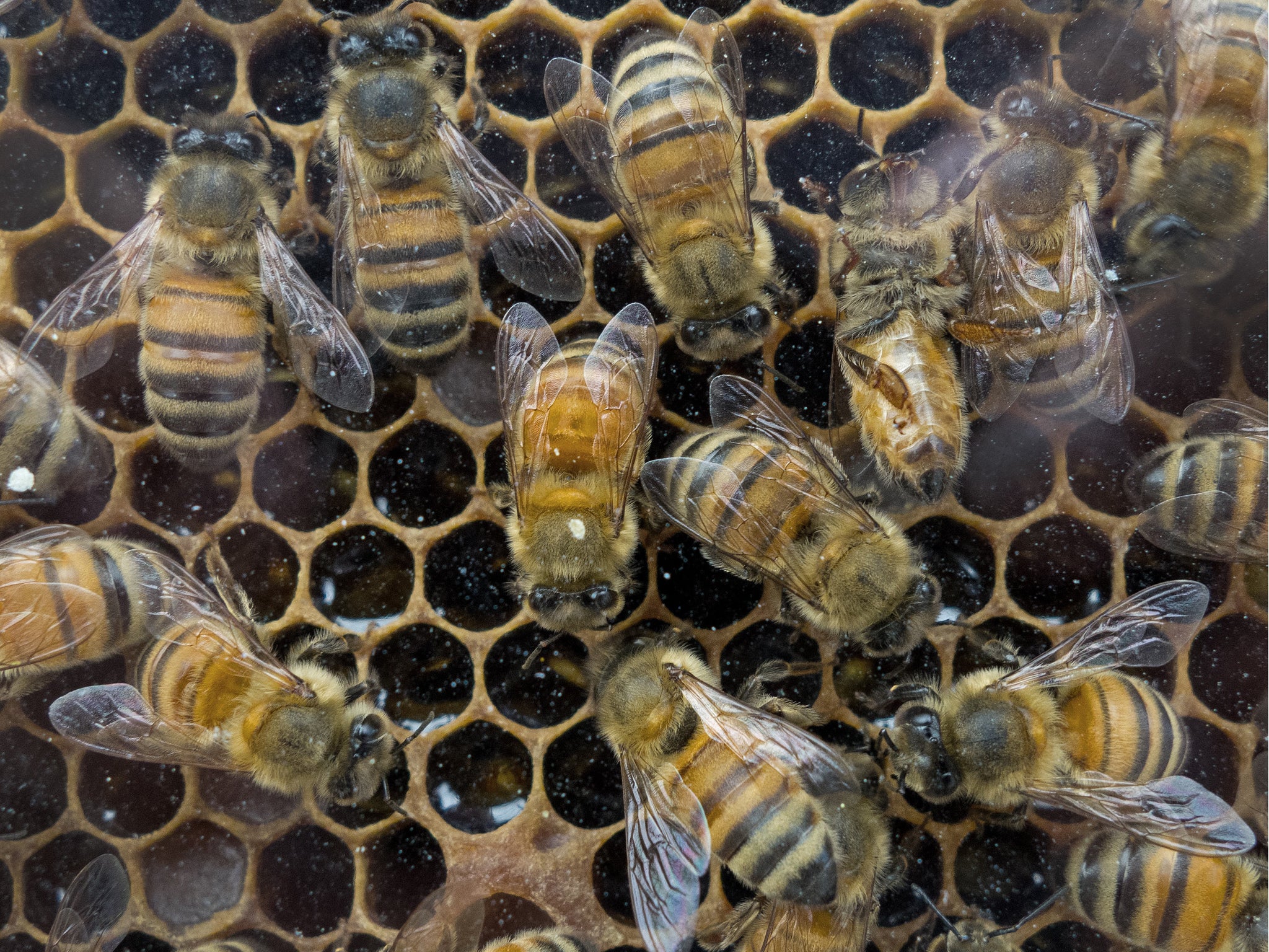 Thieves stole the beehive from a quaint community garden in Norwich shortly before Christmas, police said