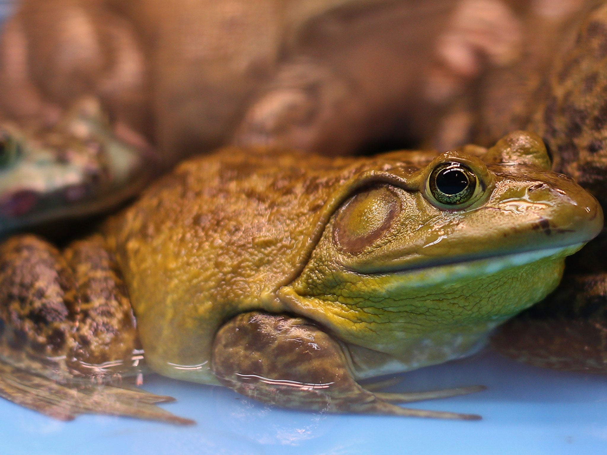 A live frog intended to be eaten, in a Singapore market.