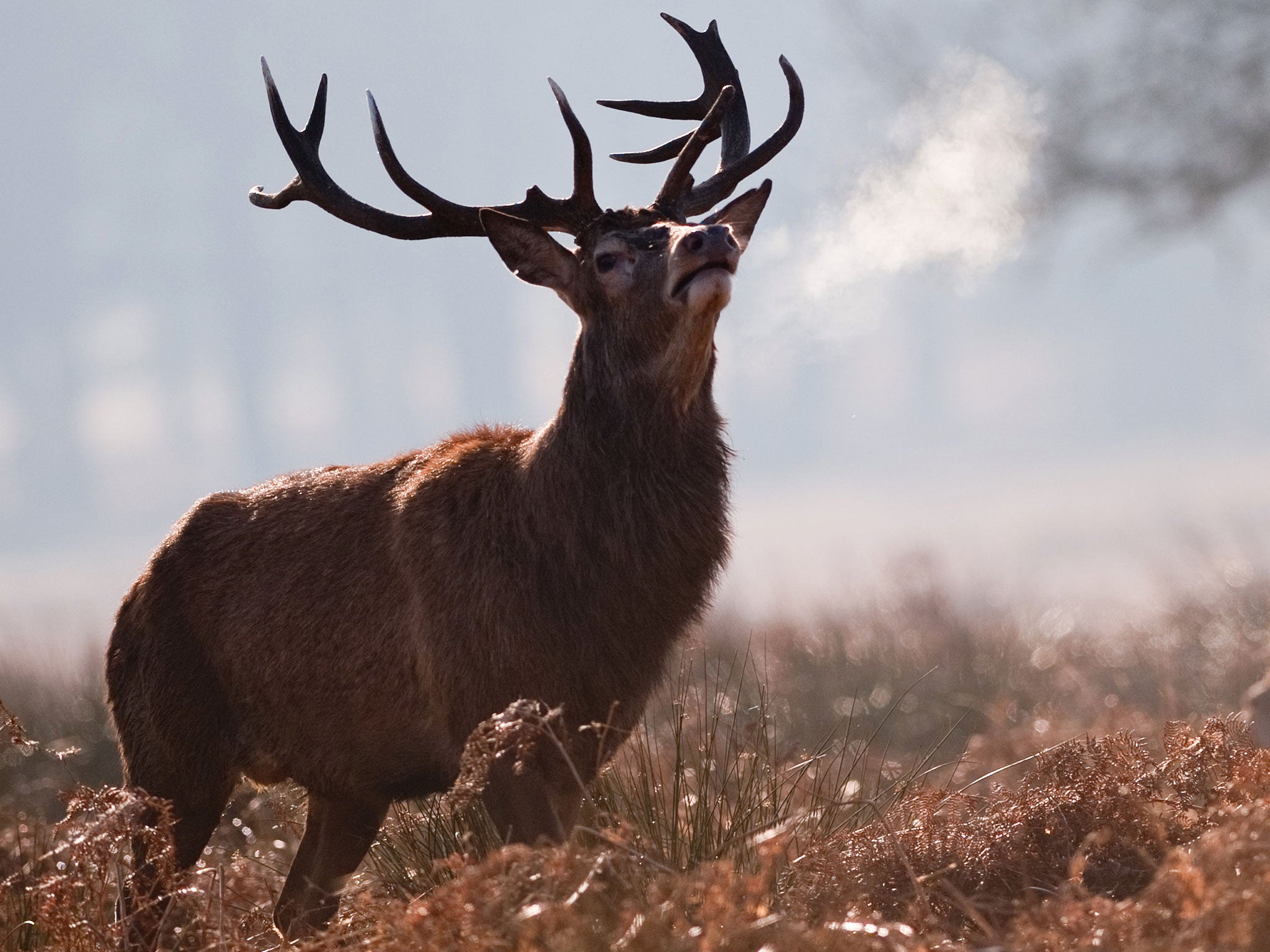 The German Deer Calling Championship is taken very seriously by competitors.