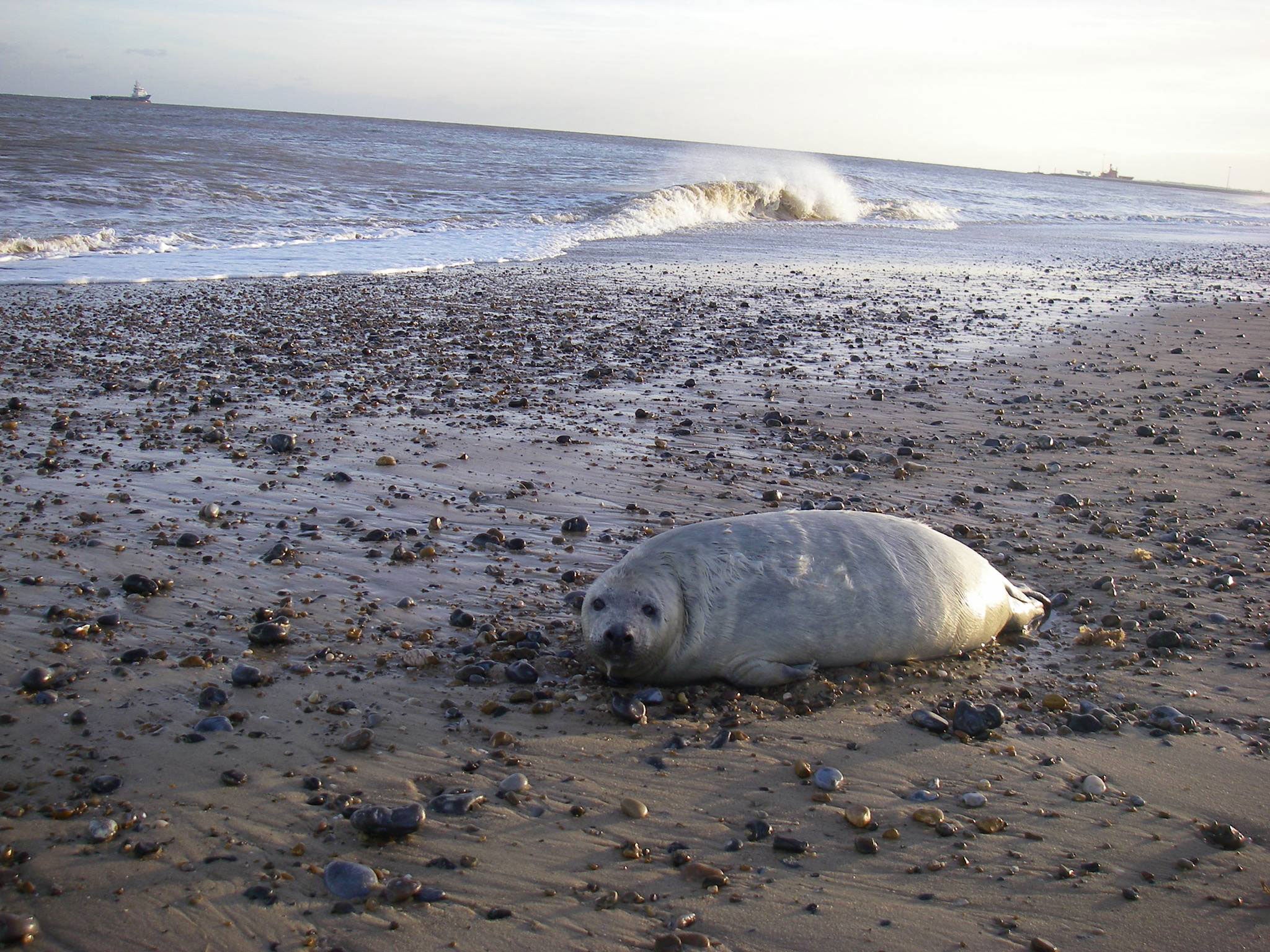 East Winch RSPCA Wildlife Centre has taken in nearly 40 injured seals in the past two days after they washed up along the Norfolk coast following a tidal surge.