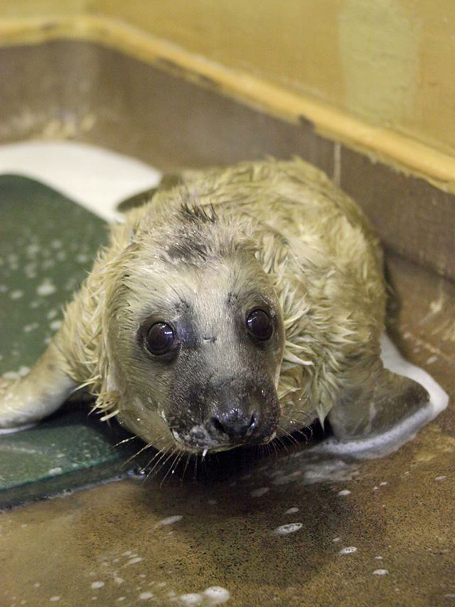 A seal rescued as part of the RSPCA Emergency Seal Pup Appeal following storms and rising tides in the east of England.