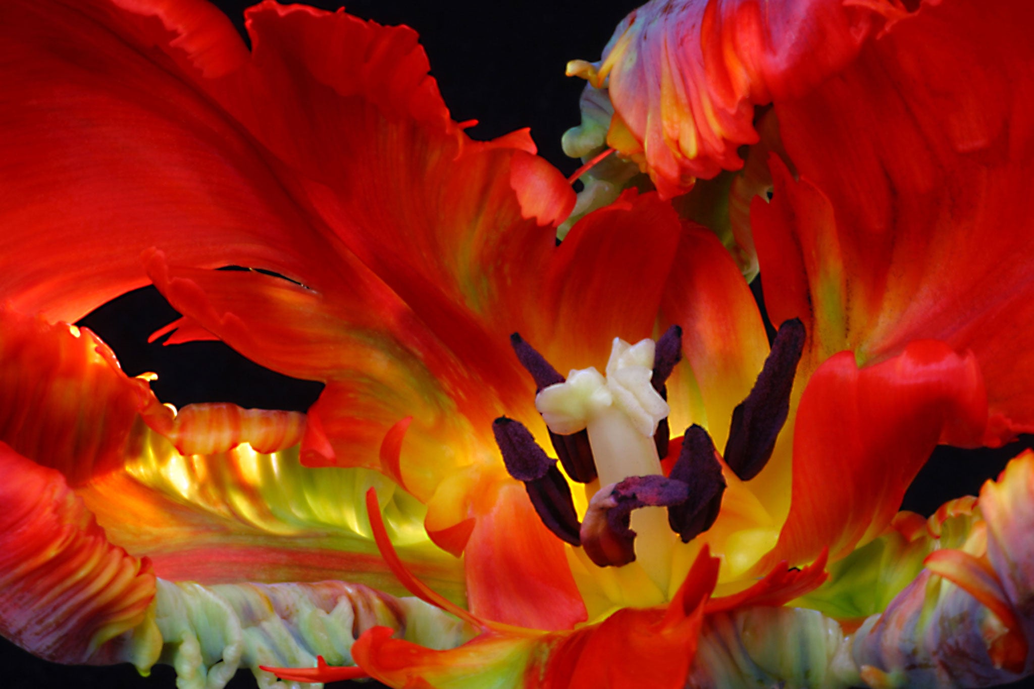 The markings on tulips can be caused by a virus