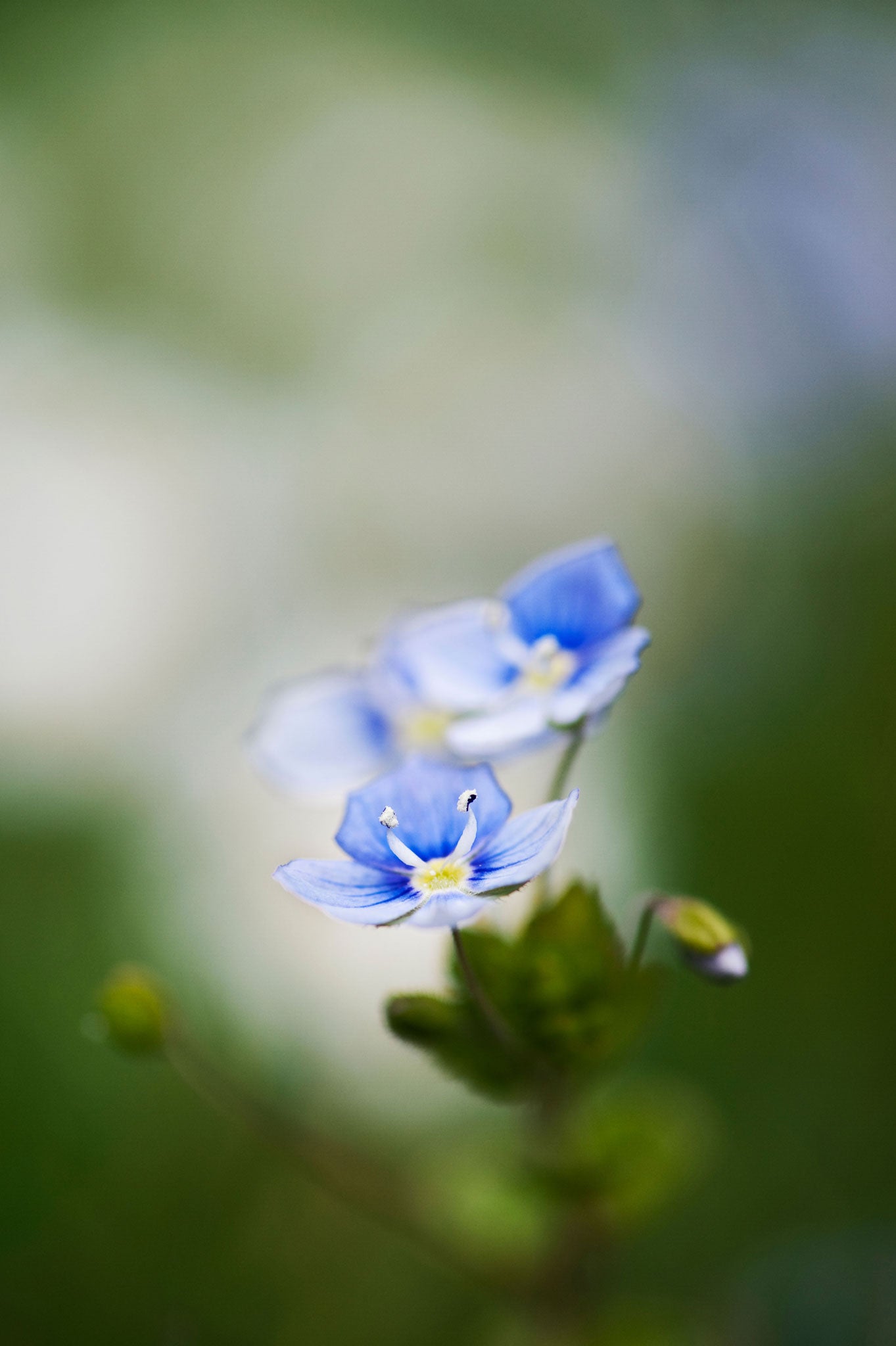 Speedwell is a weed worth keeping