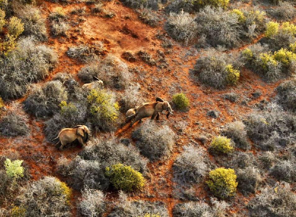 An aerial view shows a family of elephants grazing in Tsavo East National Park, Coast Province, Kenya