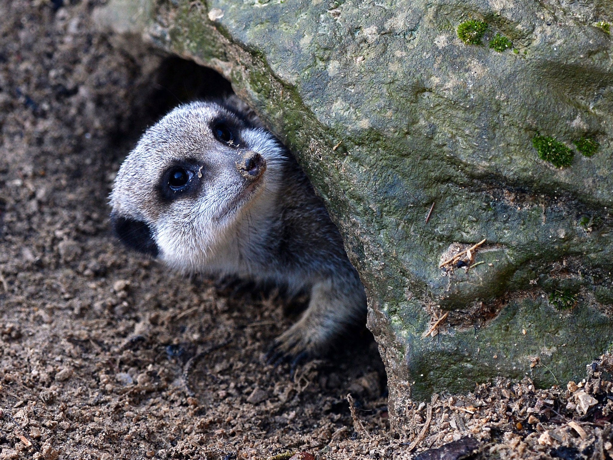 A meerkat at London Zoo