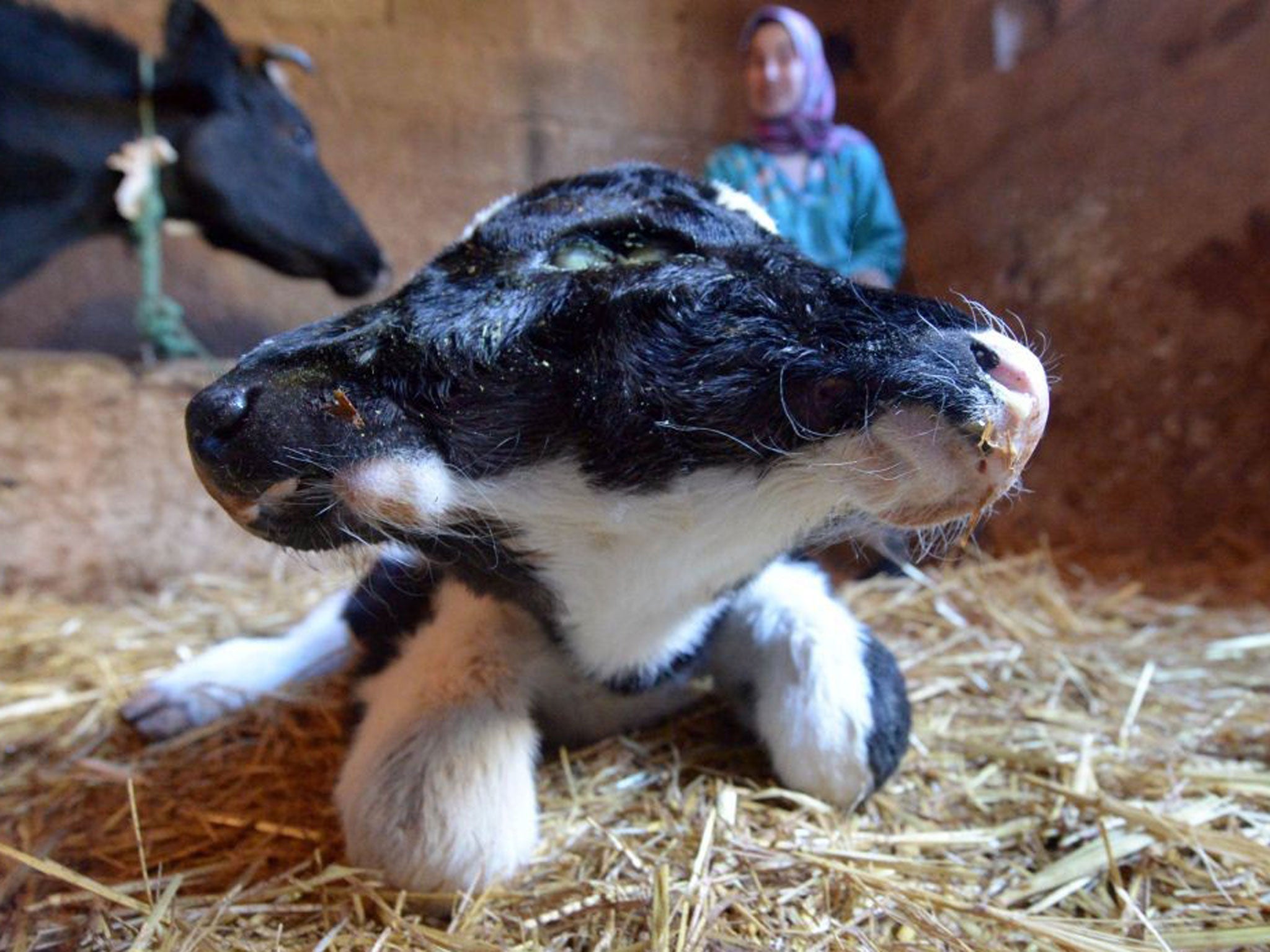 Two-headed calves have been recorded before, including this one born in Morocco on 30 December 2013