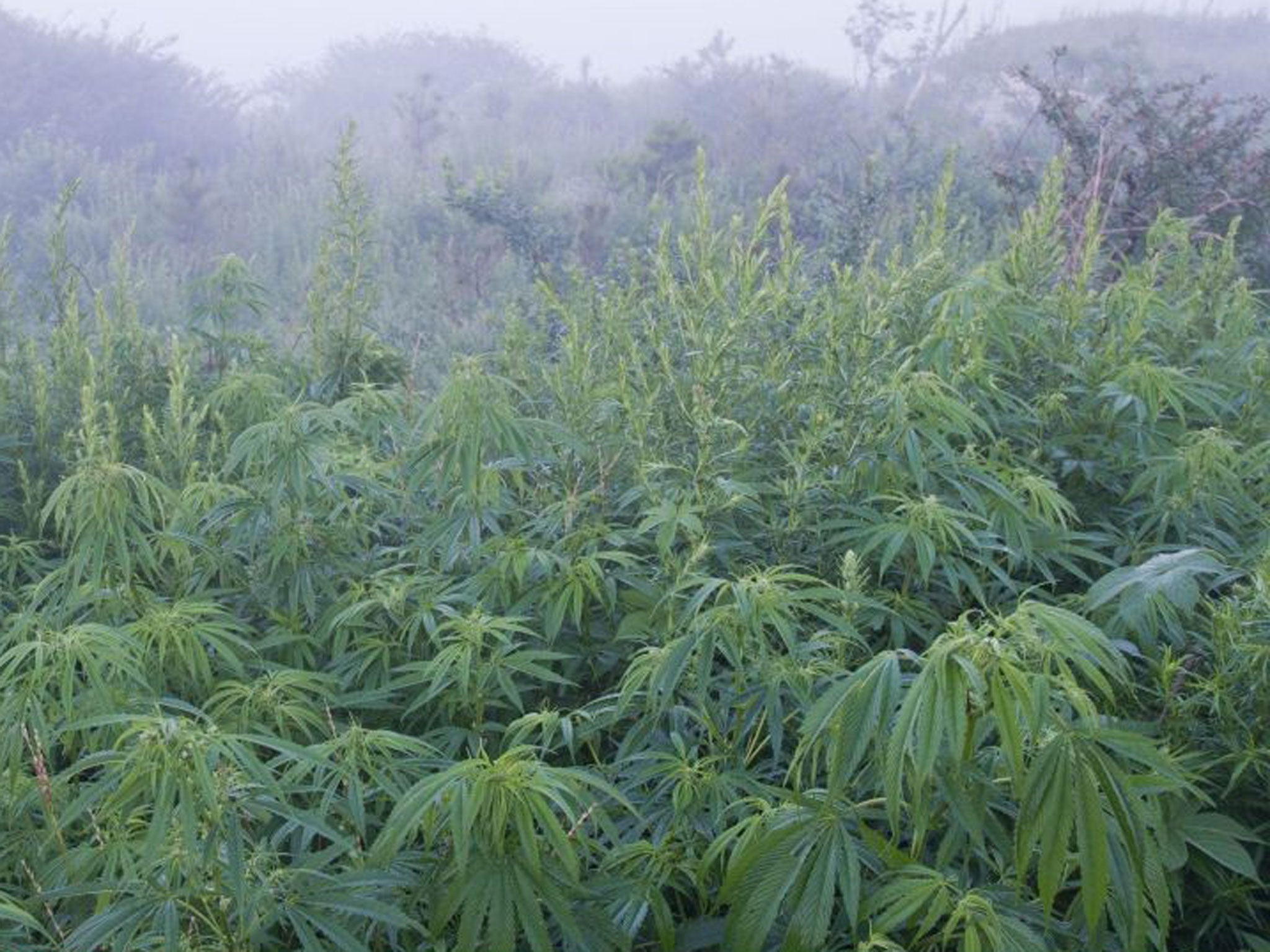 Cannabis growing wild in China, where it has been used to treat conditions such as gout and malaria