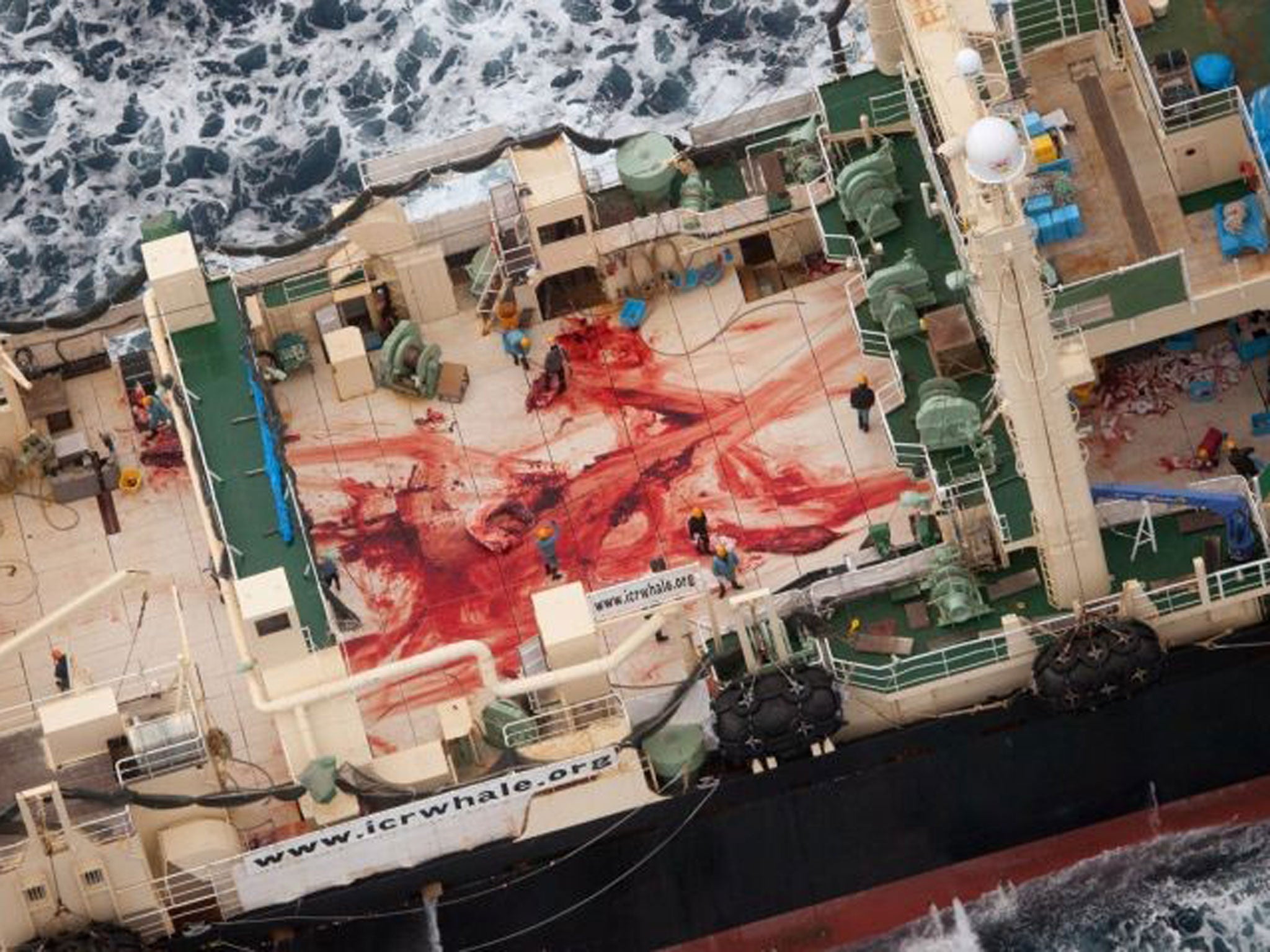 Japan is allowed to hunt the animals for scientific purposes under an exception to a 1986 ban on whaling. But opponents argue the scientific program is a cover for commercial whaling because whale meat not used for study is sold as food in Japan