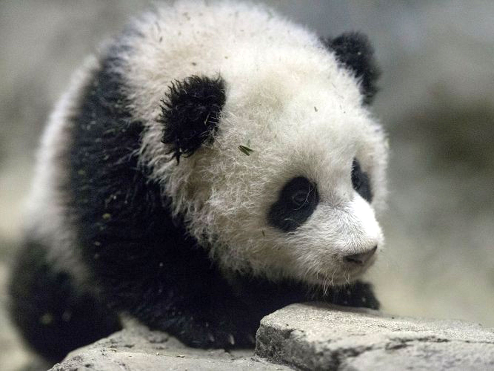 Giant panda bear cub Bao Bao moves around inside the David M. Rubenstein Family Giant Panda Habitat at the Smithsonian National Zoological Park in Washington