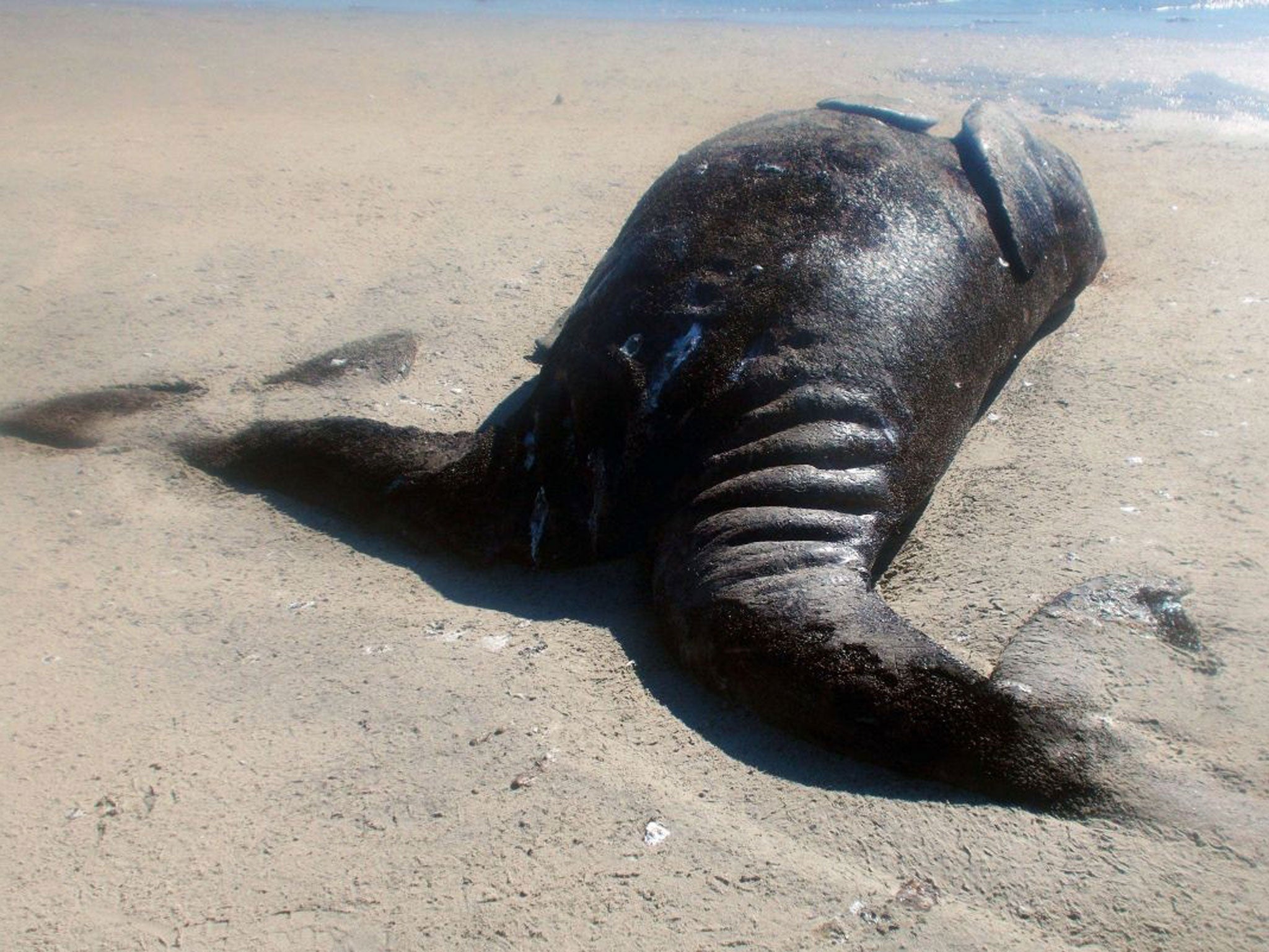 Fishermen have found two conjoined gray whale calves in a northwestern Mexican lagoon, a discovery that a government marine biologist described as "exceptionally rare."