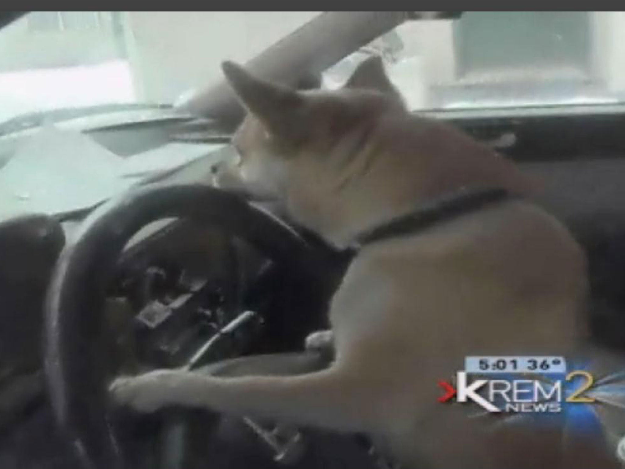 The 'joyriding' chihuahua at the centre of the minor crash