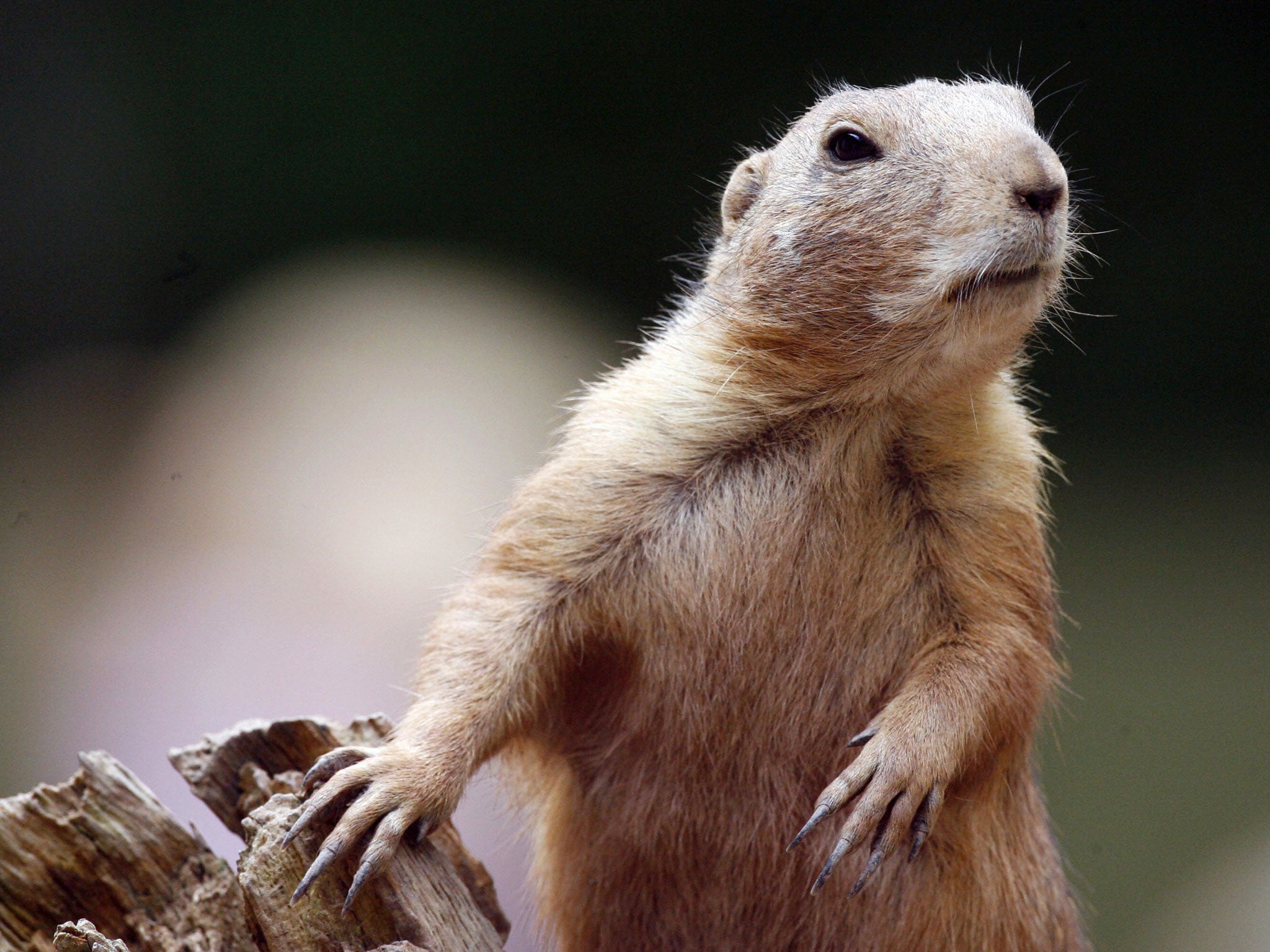 A black-tailed prairie dog has a look around