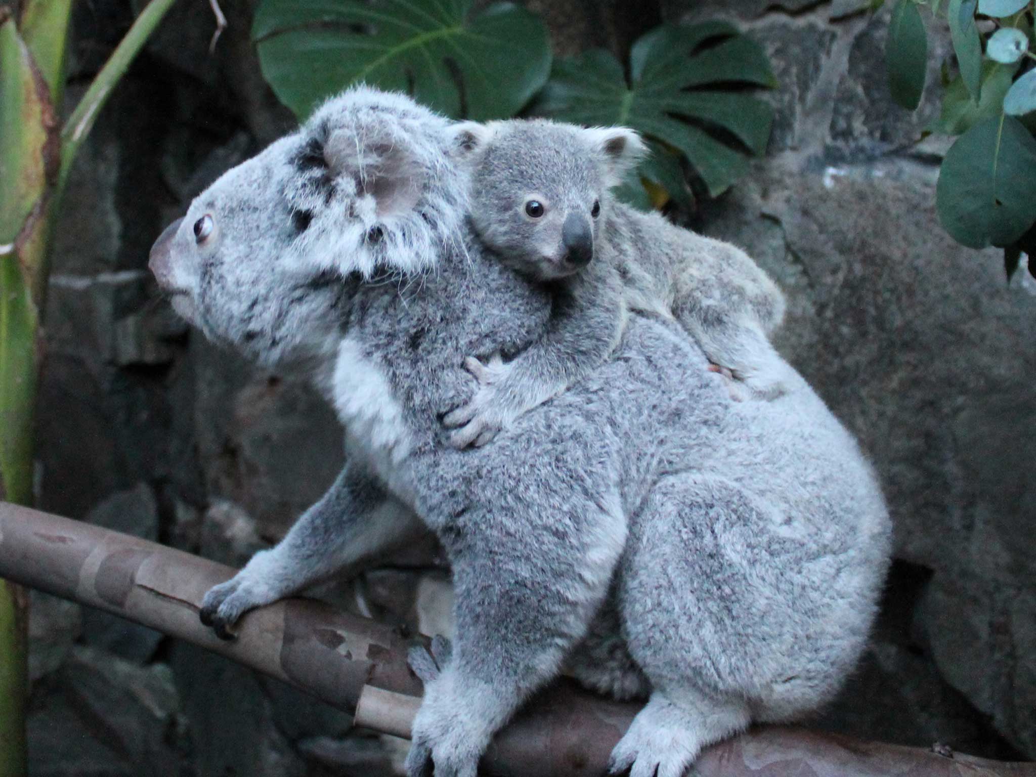 Yooranah with his mother Alinga at Edinburgh Zoo