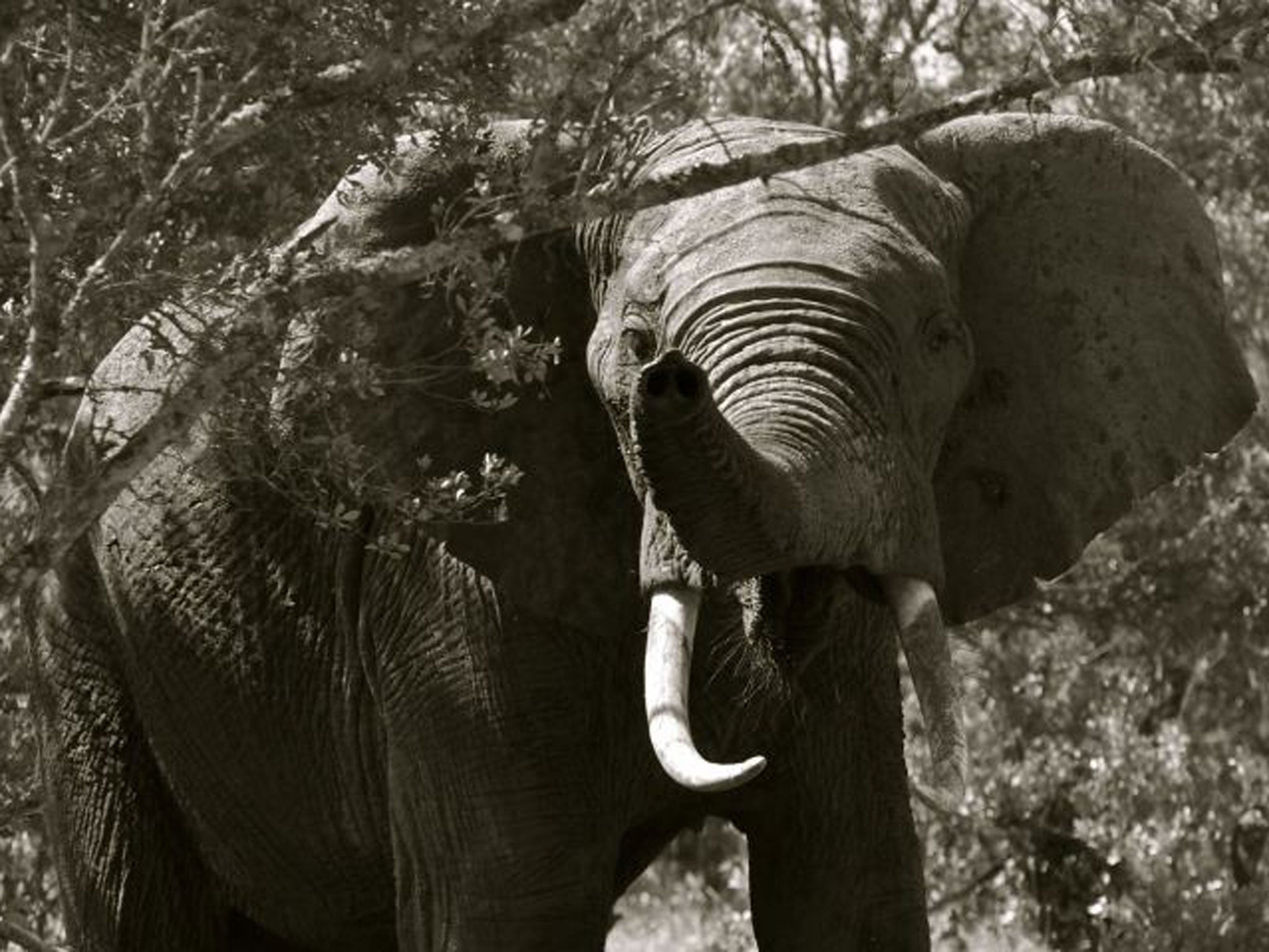 Call of the wild: An international conference in London next month will address elephant poaching