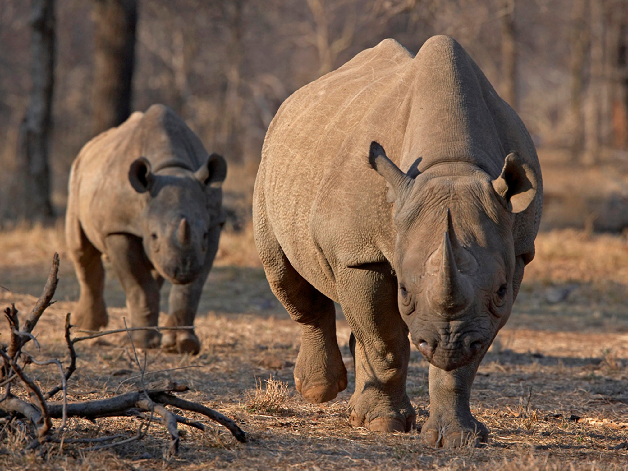 An endangered African black rhino and her calf; South Africa will permit nine of the species to be shot each year