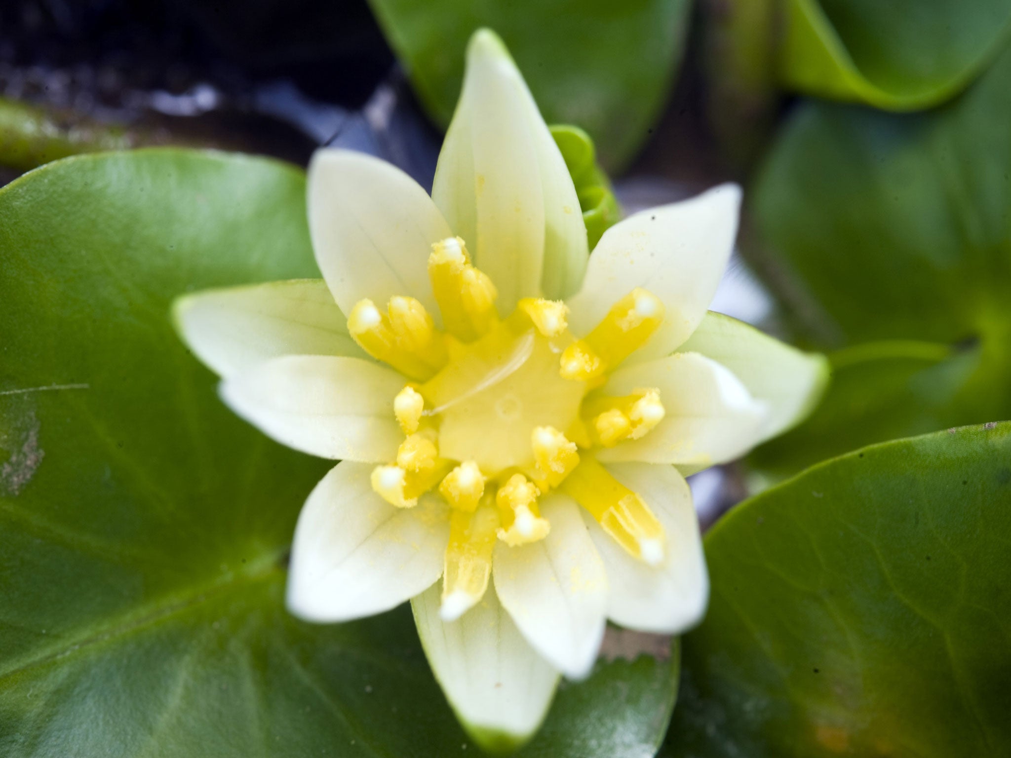 The flower of the Nymphaea thermarum, the smallest water lily in the world, is no bigger than a £1 coin