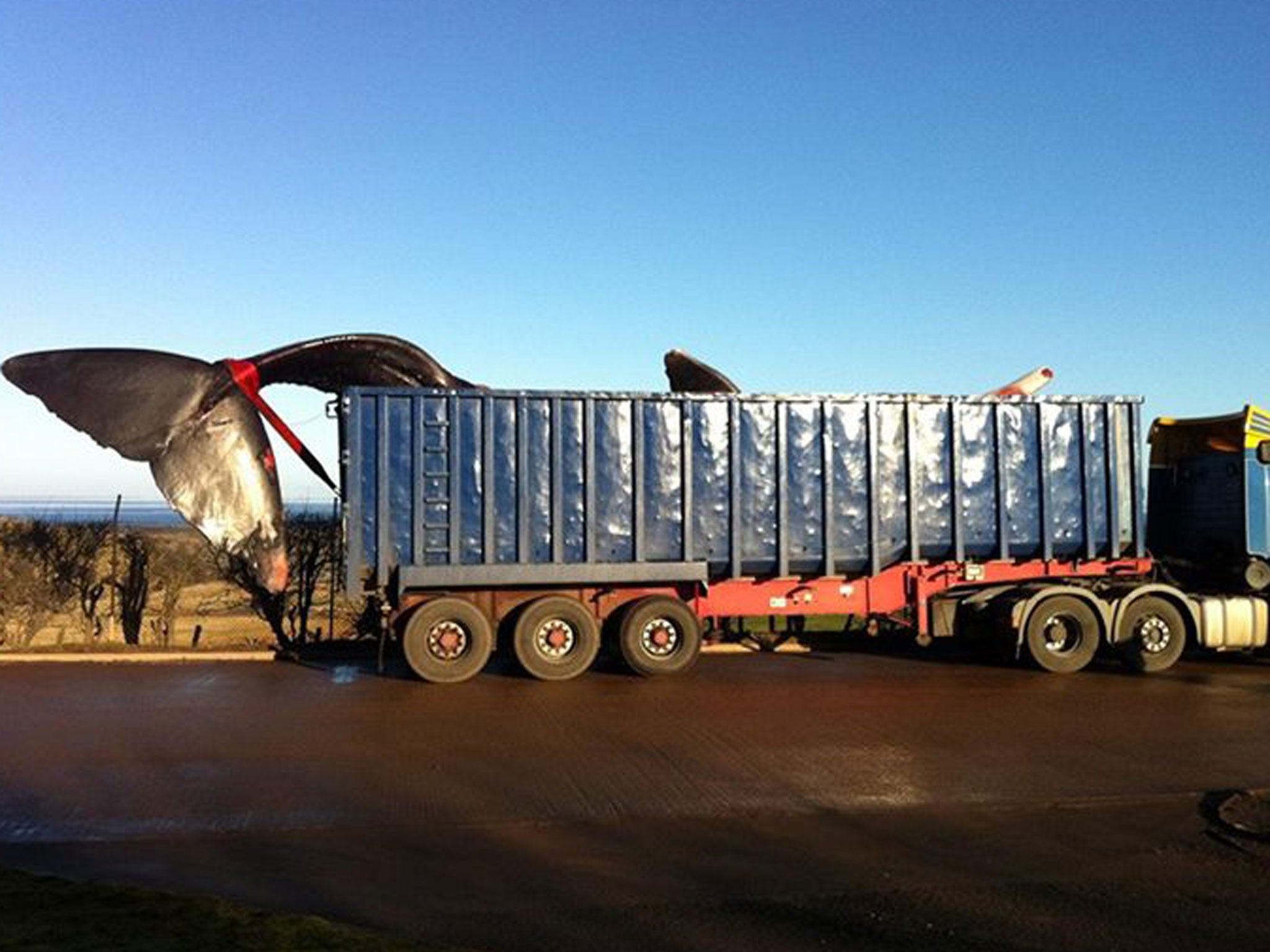 This young sperm whale washed up on a beach in Edinburgh at the weekend