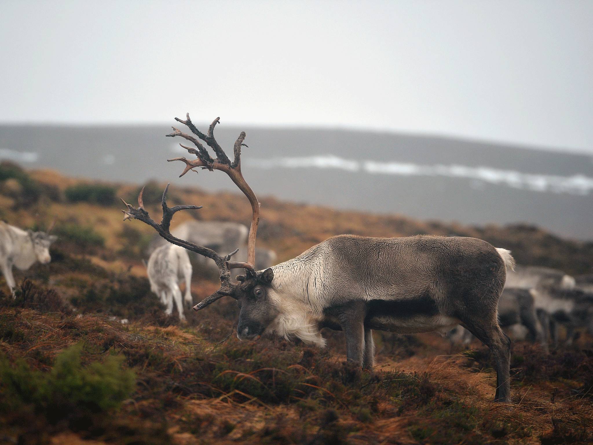 The reindeer (not pictured) tried in vain to outrun the train