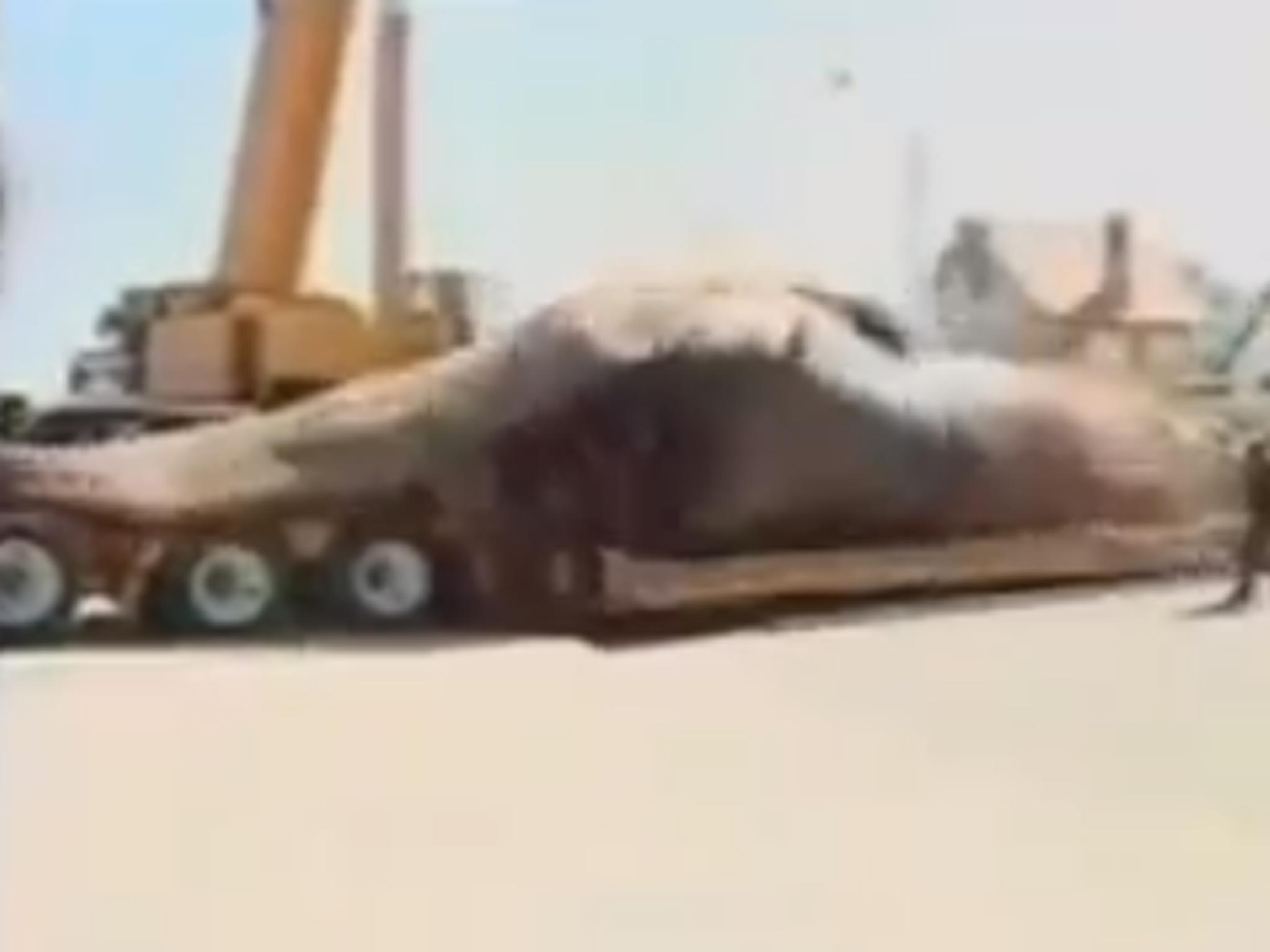 The sperm whale collapses on the truck bed