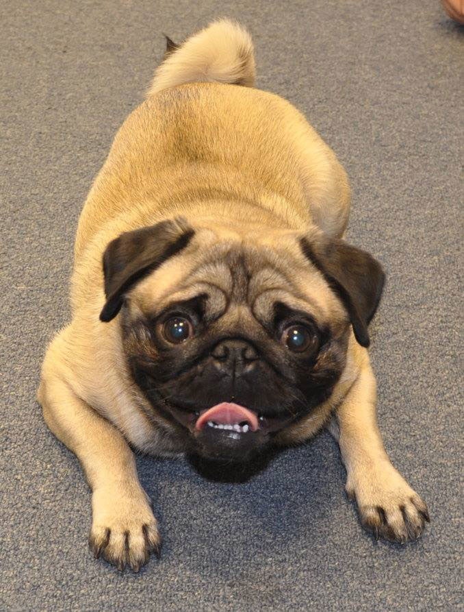 Paws for thought: Hank the pug has been taking students' minds off their work