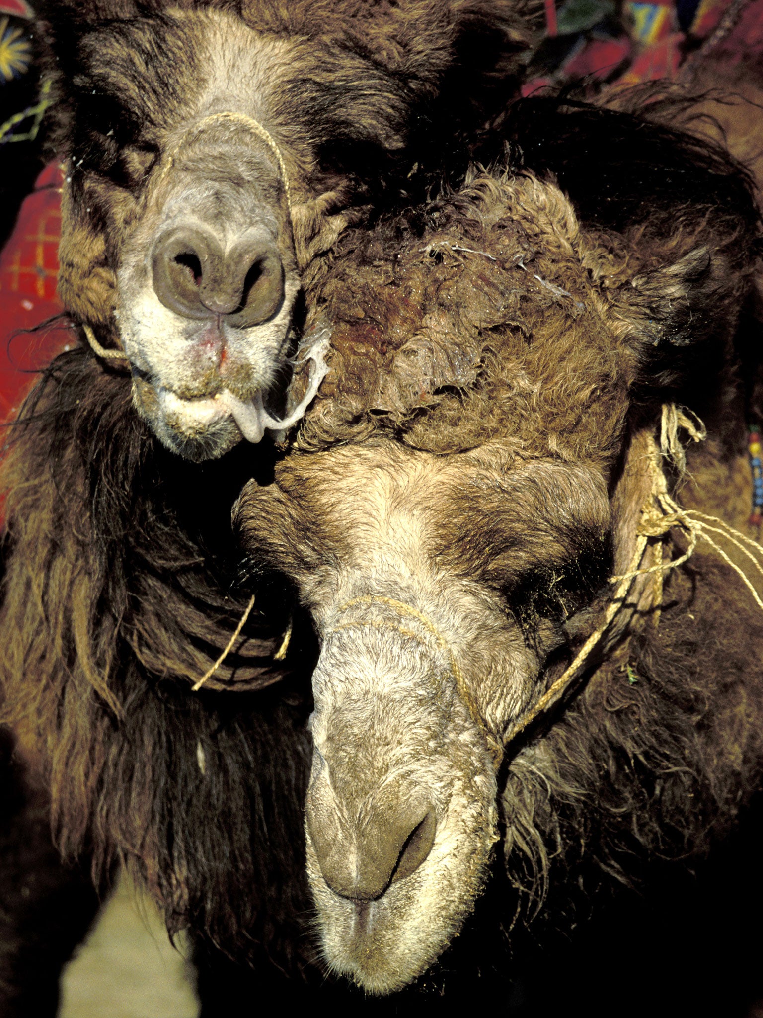 Camels competing in a Camel Wrestling Championship in Bergama, Turkey (Alamy)