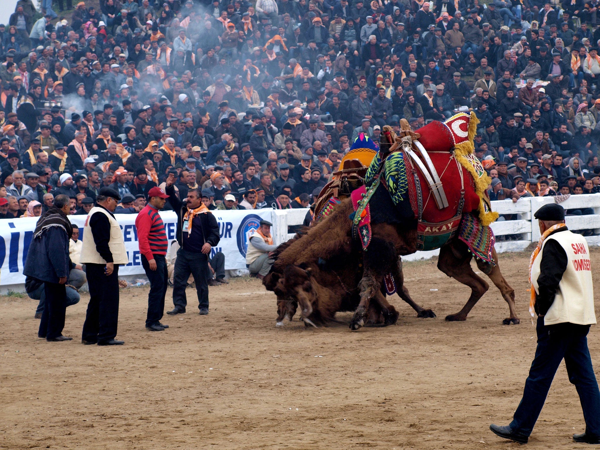 The annual Selcuk Efes Camel Wrestling Festival is increasingly a major draw for tourists to the country's southern Aegean coast (Alamy)