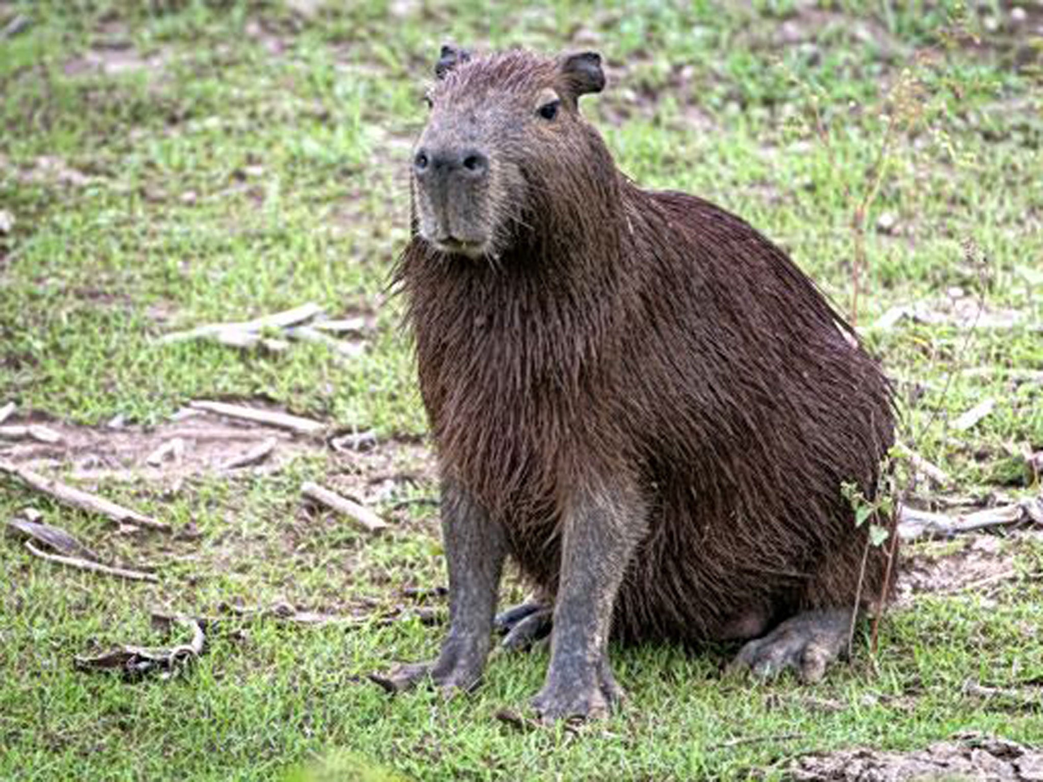 Wild thing: a capybara