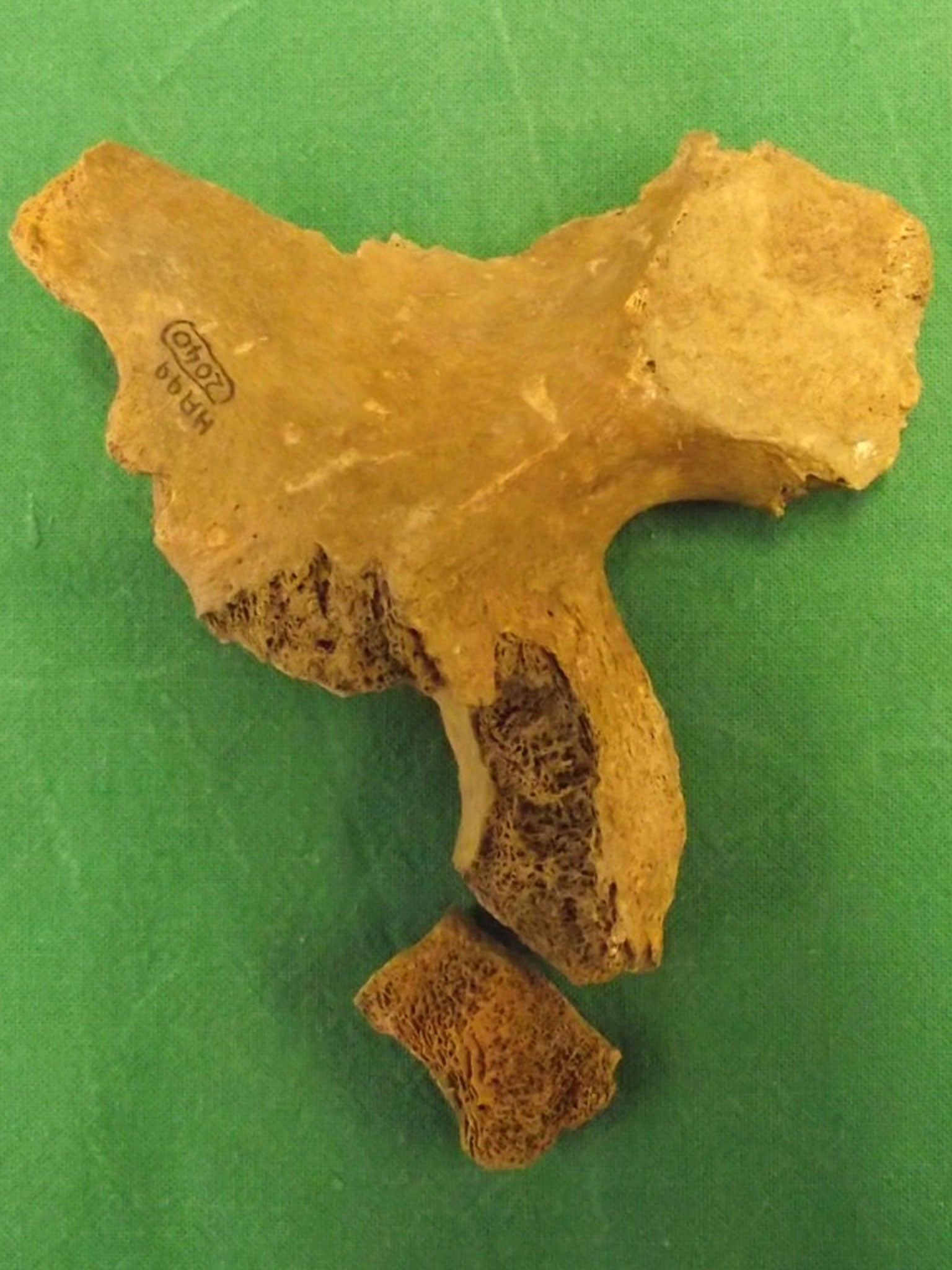 The right os coxa, or pelvis, of an older male found at the site of the High Altar in Hyde Abbey, believed to be part of King Alfred's remains