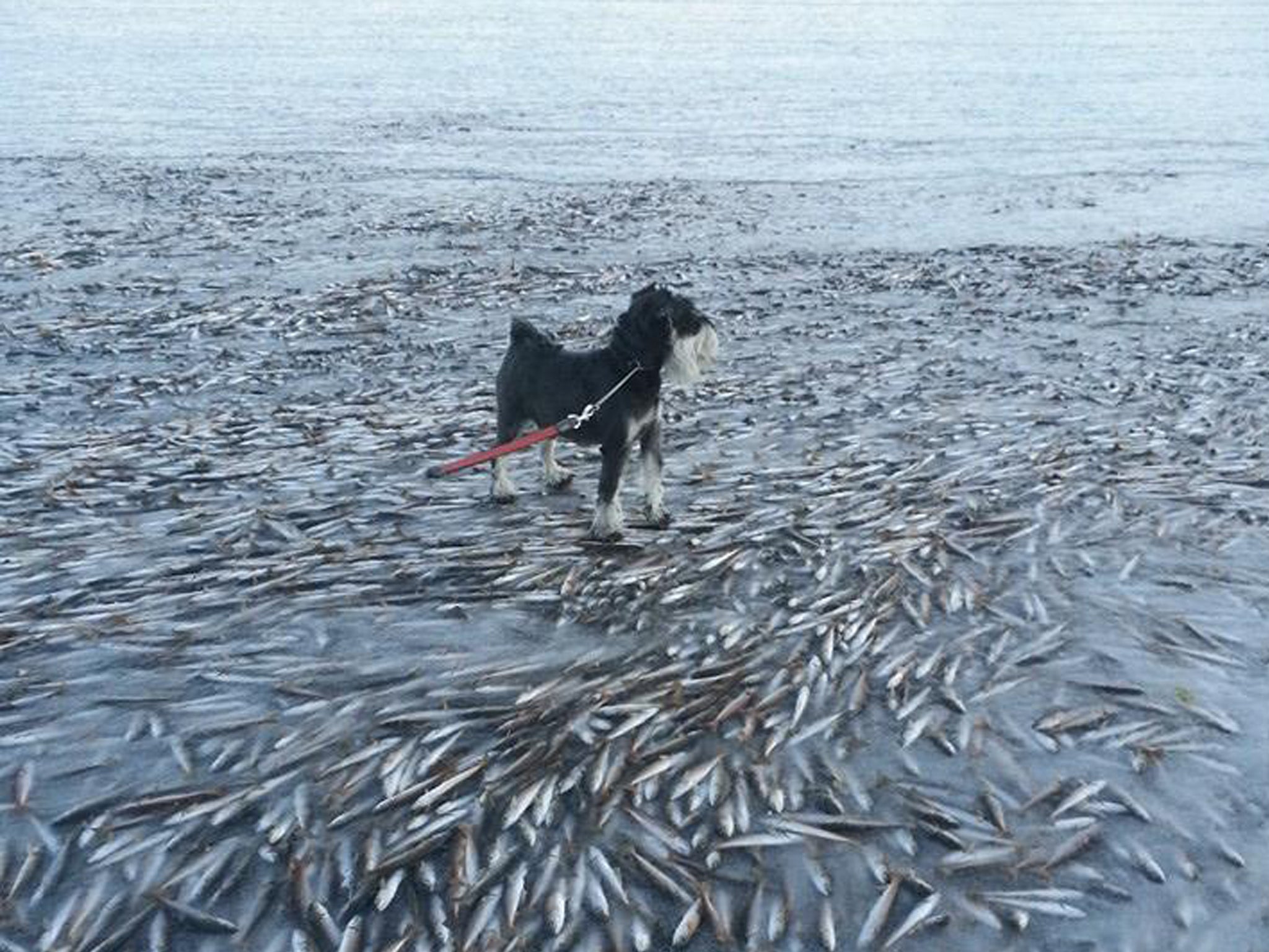 The huge shoal of herring were swimming too close to the surface when the water suddenly froze around them, completely stopping them in their tracks and creating the incredible sight.