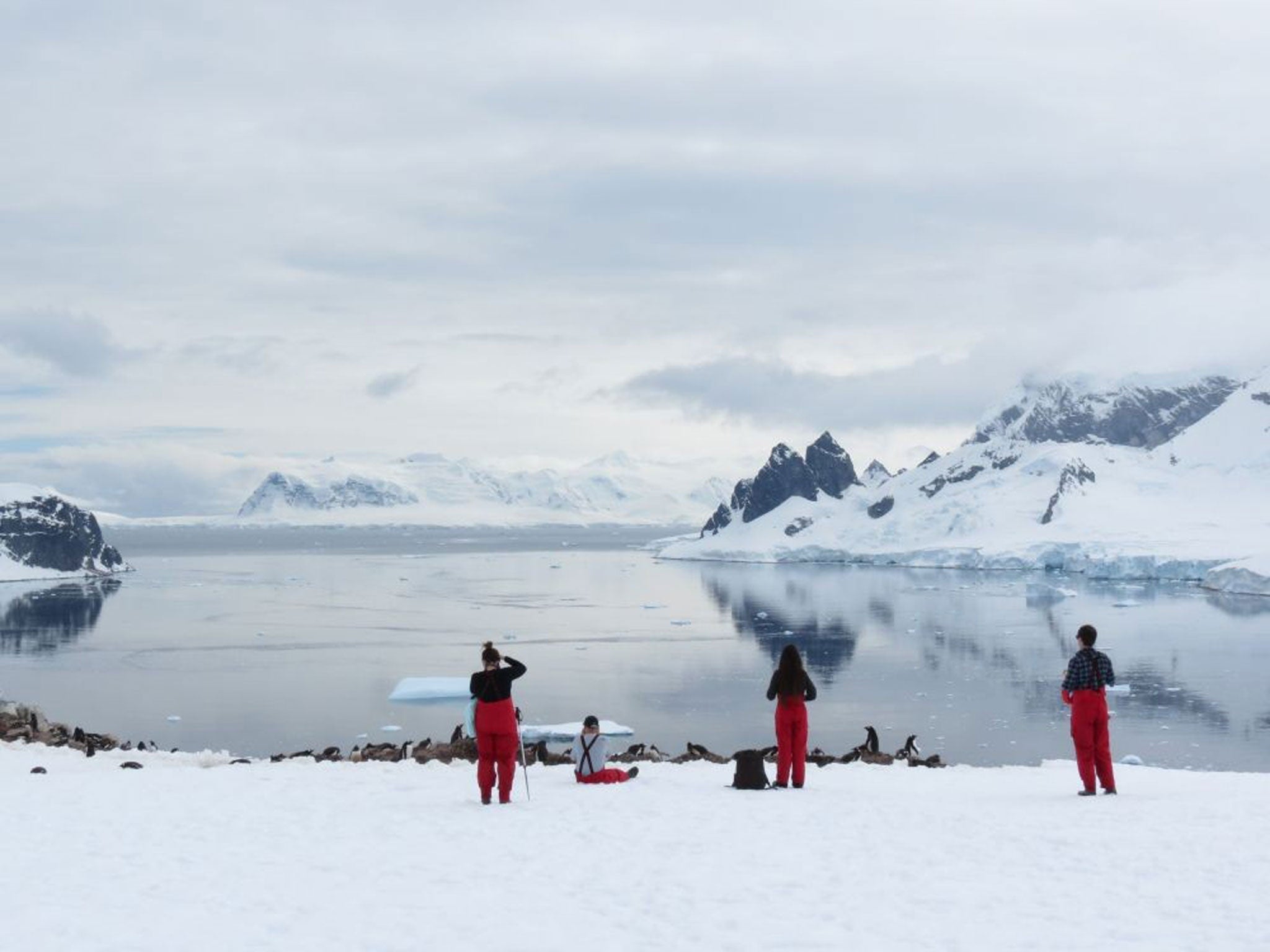 Observing the birds: these Gentoo penguins are part of a scientific study to see if human interaction affects their breeding success