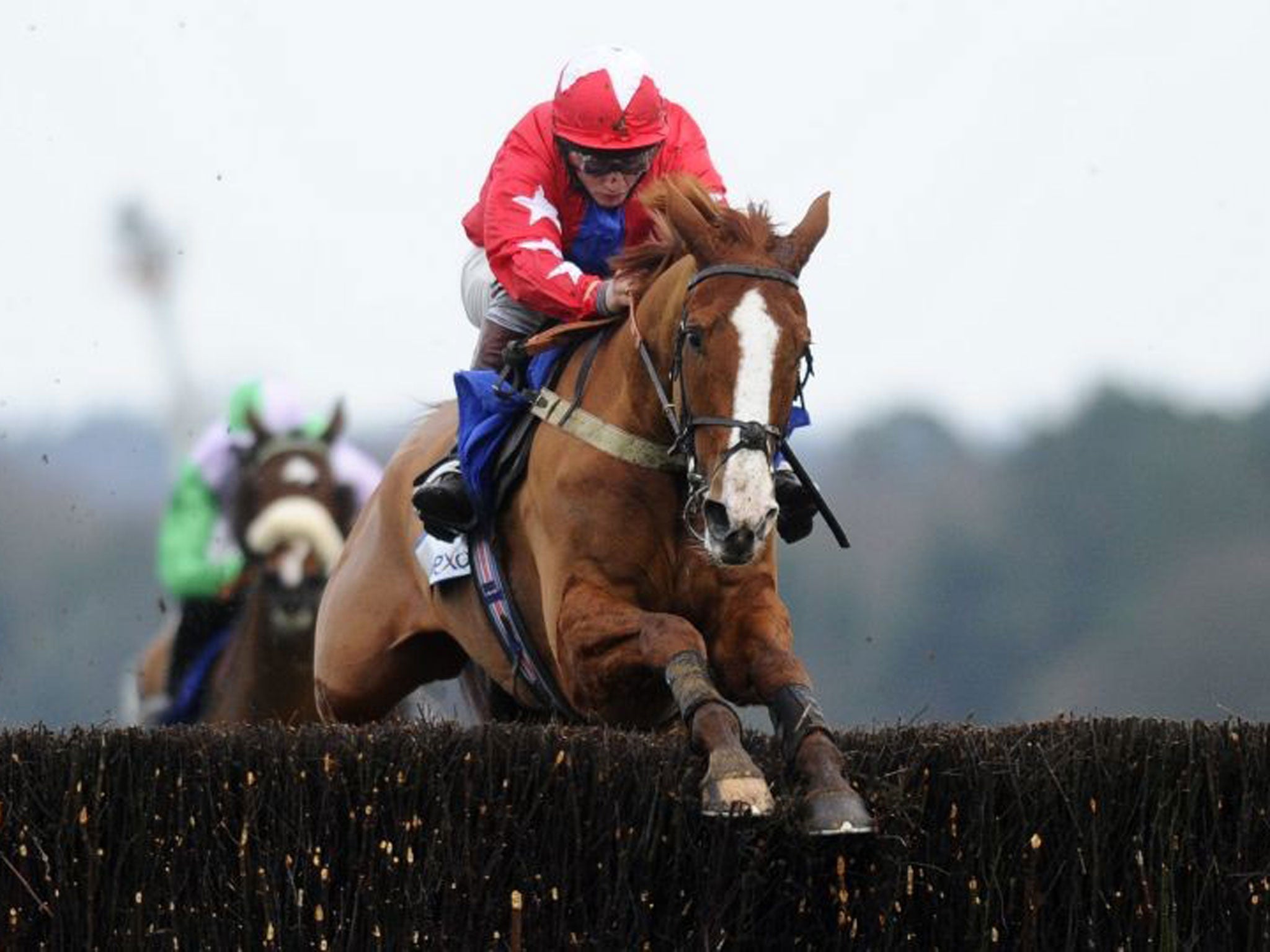 Rising star: Sire De Grugy will contest the Queen Mother Champion Chase