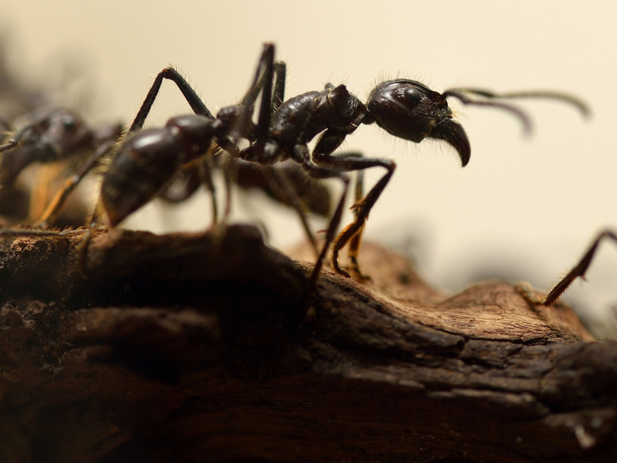 A colony of ants have set up home in the International Space Station as part of an experiment to see how their behavior changes in an environment of low gravity