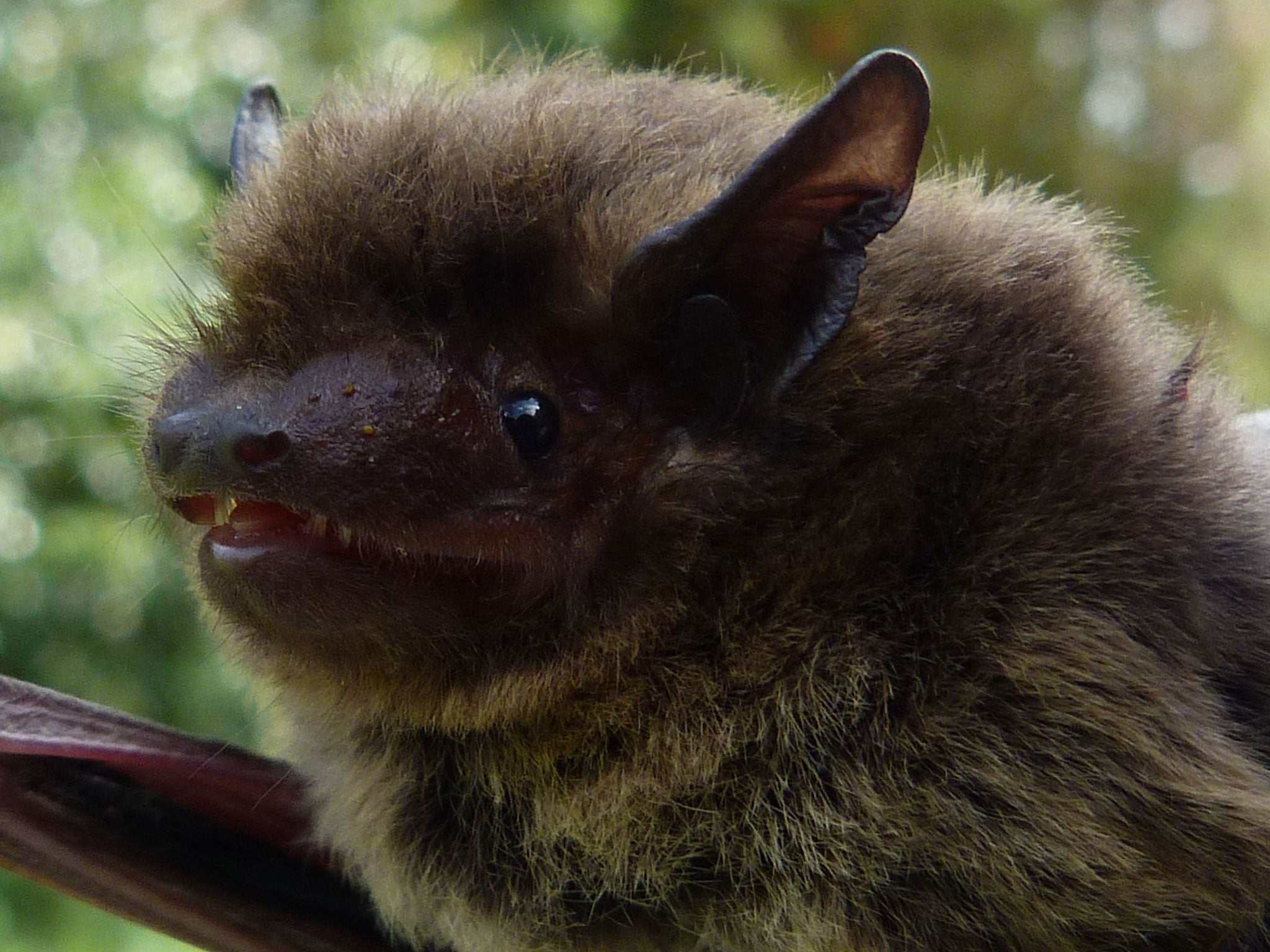 The Nathusius’ pipistrelle weighs just 7.6g and is the size of a human thumb